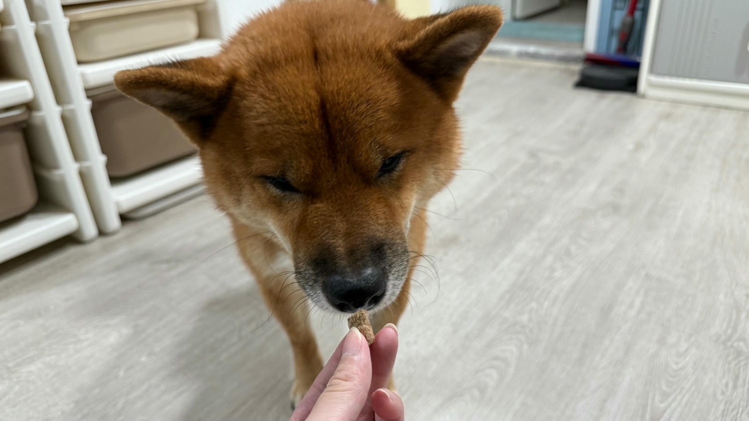 【飼料】品果國際 索美達SoulMate|紐西蘭頂級犬糧 2025寵物開箱 索美達SoulMate飼料評價 犬用生食主餐推薦 狗狗凍乾餐分享 - 第14張圖