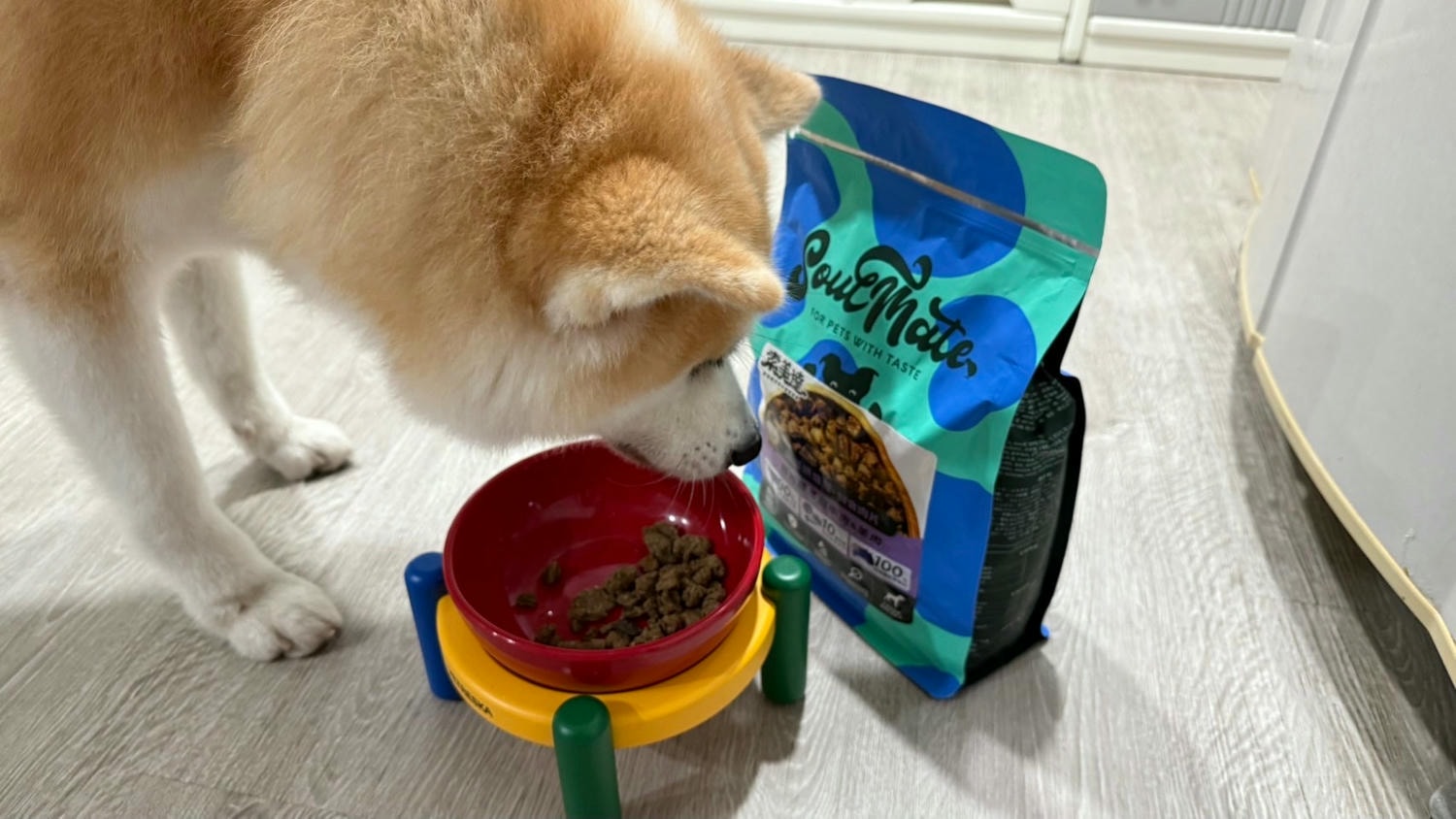 【飼料】品果國際 索美達SoulMate|紐西蘭頂級犬糧 2025寵物開箱 索美達SoulMate飼料評價 犬用生食主餐推薦 狗狗凍乾餐分享 - 第1張圖