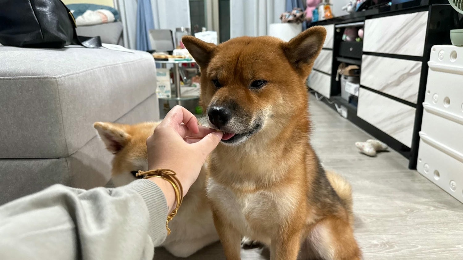 【寵物保健品】PET SHIELD寵物防護盾、95.1%頂級高濃度魚油、寵物魚油天花板、寵物魚油推薦 - 第12張圖 適口性好