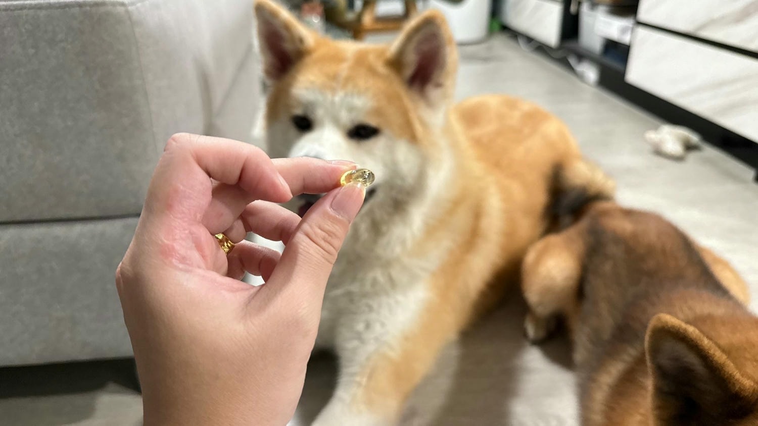 【寵物保健品】PET SHIELD寵物防護盾、95.1%頂級高濃度魚油、寵物魚油天花板、寵物魚油推薦 - 第7張圖 魚油實體顆粒