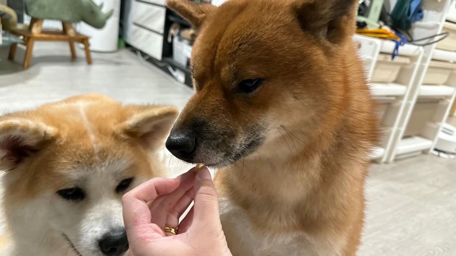 【寵物保健品】PET SHIELD寵物防護盾、95.1%頂級高濃度魚油、寵物魚油天花板、寵物魚油推薦 - 第11張圖 單吃或剪破加入飼料皆可