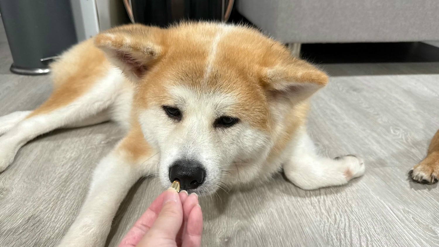 【寵物保健品】PET SHIELD寵物防護盾、95.1%頂級高濃度魚油、寵物魚油天花板、寵物魚油推薦 - 第9張圖 實際食用