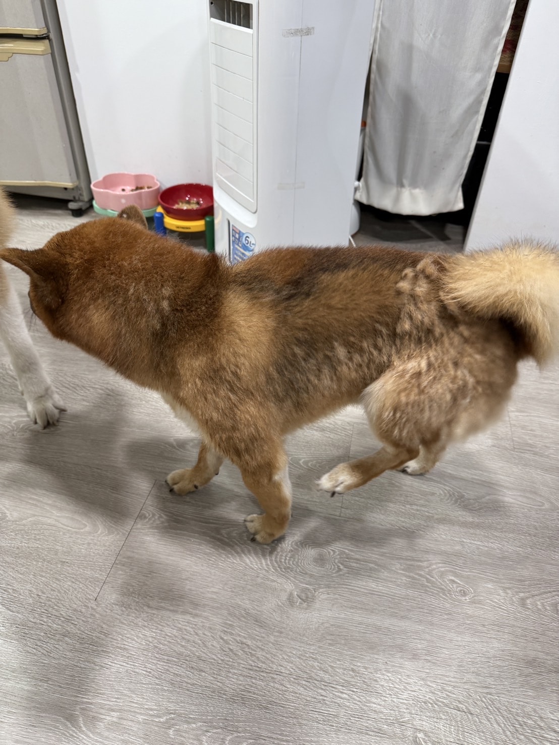 【寵物保健品】PET SHIELD寵物防護盾、95.1%頂級高濃度魚油、寵物魚油天花板、寵物魚油推薦 - 第3張圖