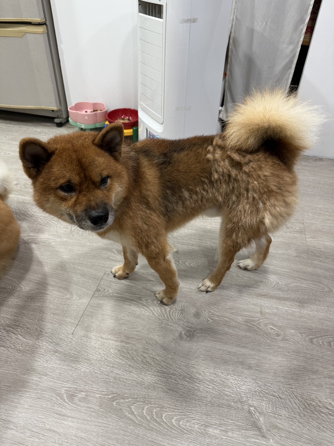 【寵物保健品】PET SHIELD寵物防護盾、95.1%頂級高濃度魚油、寵物魚油天花板、寵物魚油推薦 - 第2張圖 柴犬掉毛期