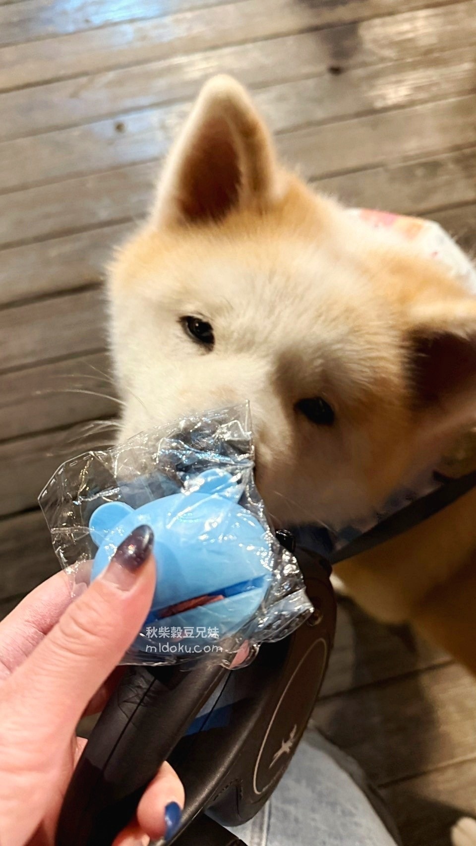 【台中】蟬說:山中靜靜|寵物友善 寵物蛋糕 一泊二食+迎賓小點 秘靜探索之旅 營火烤棉花糖 戶外電影院 - 第229張圖