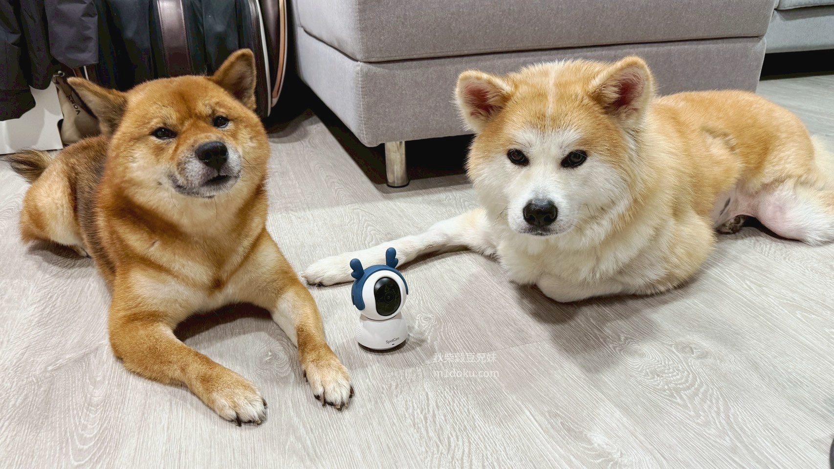 2025最新推薦 開箱評測 全時守護毛孩日常的秘密武器!SpotCam Mibo 寵物攝影機 實測分享 寵物監視器 高清錄影 全天雲端 毛孩安全全掌握 - 第1張圖