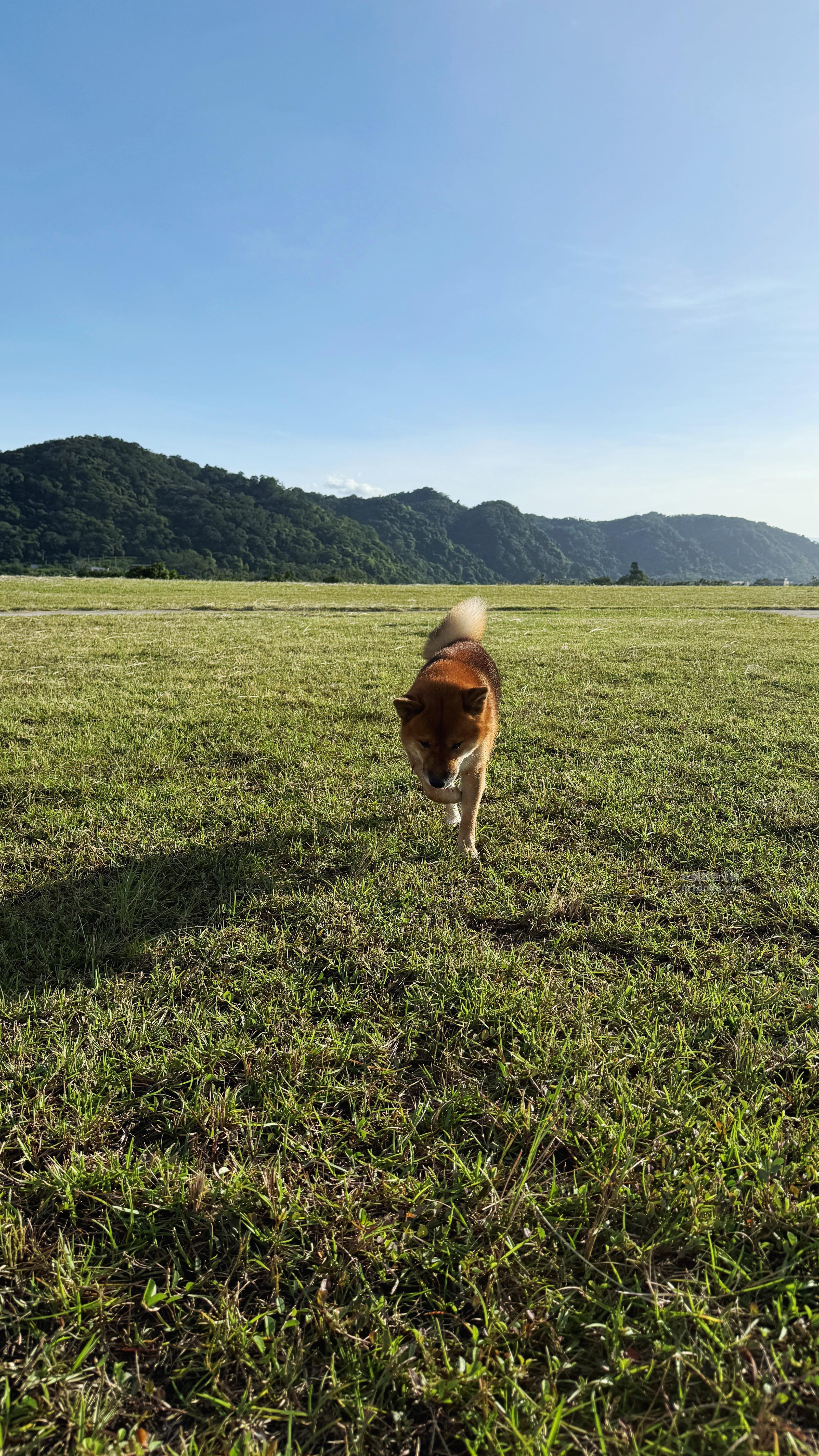 可沛寵藥 好靈油 毛孩多功能保健品 黃金比例寵物魚油推薦 日常保健寵物魚油推薦 - 第33張圖