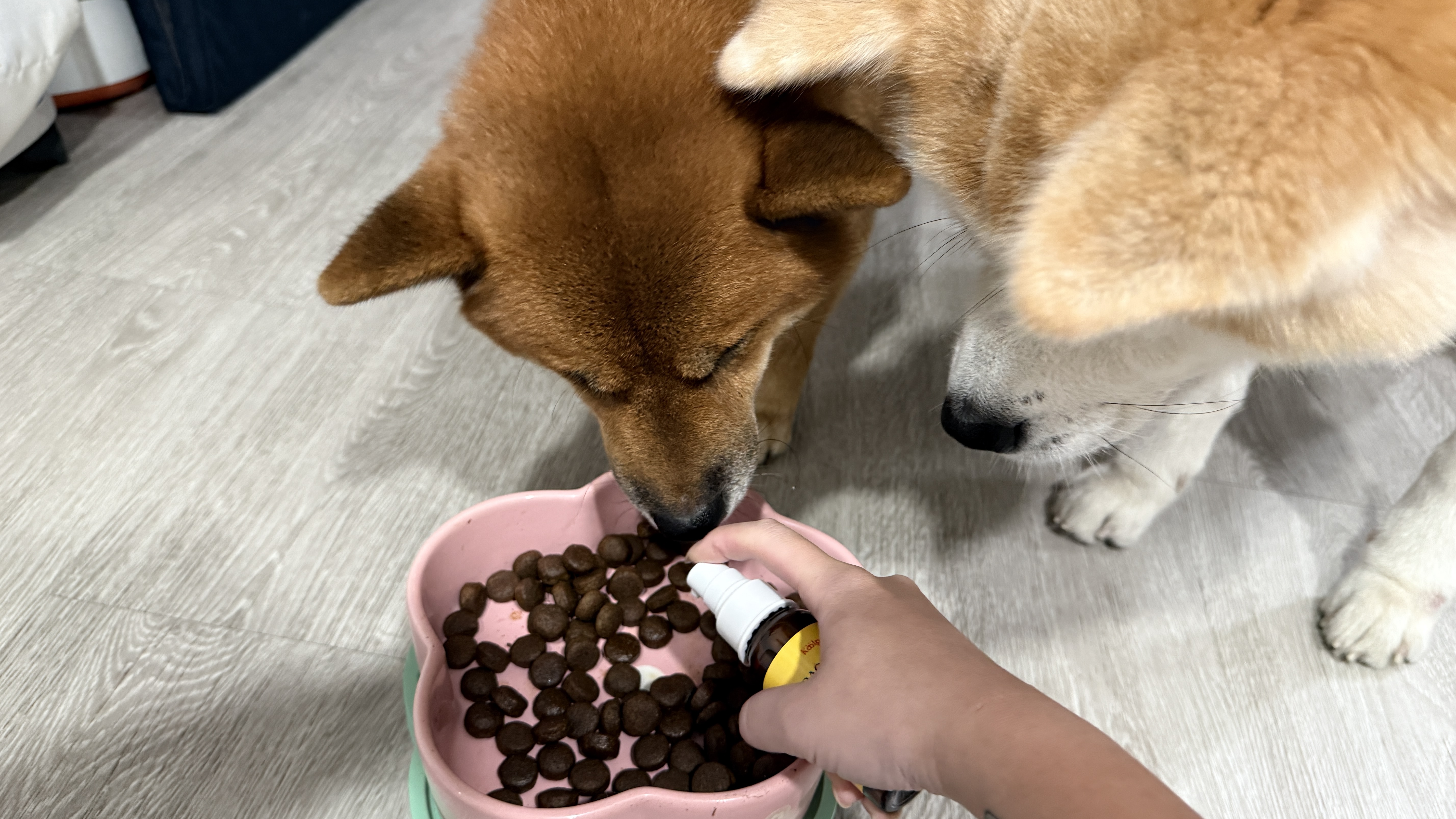 可沛寵藥 好靈油 毛孩多功能保健品 黃金比例寵物魚油推薦 日常保健寵物魚油推薦 - 第19張圖