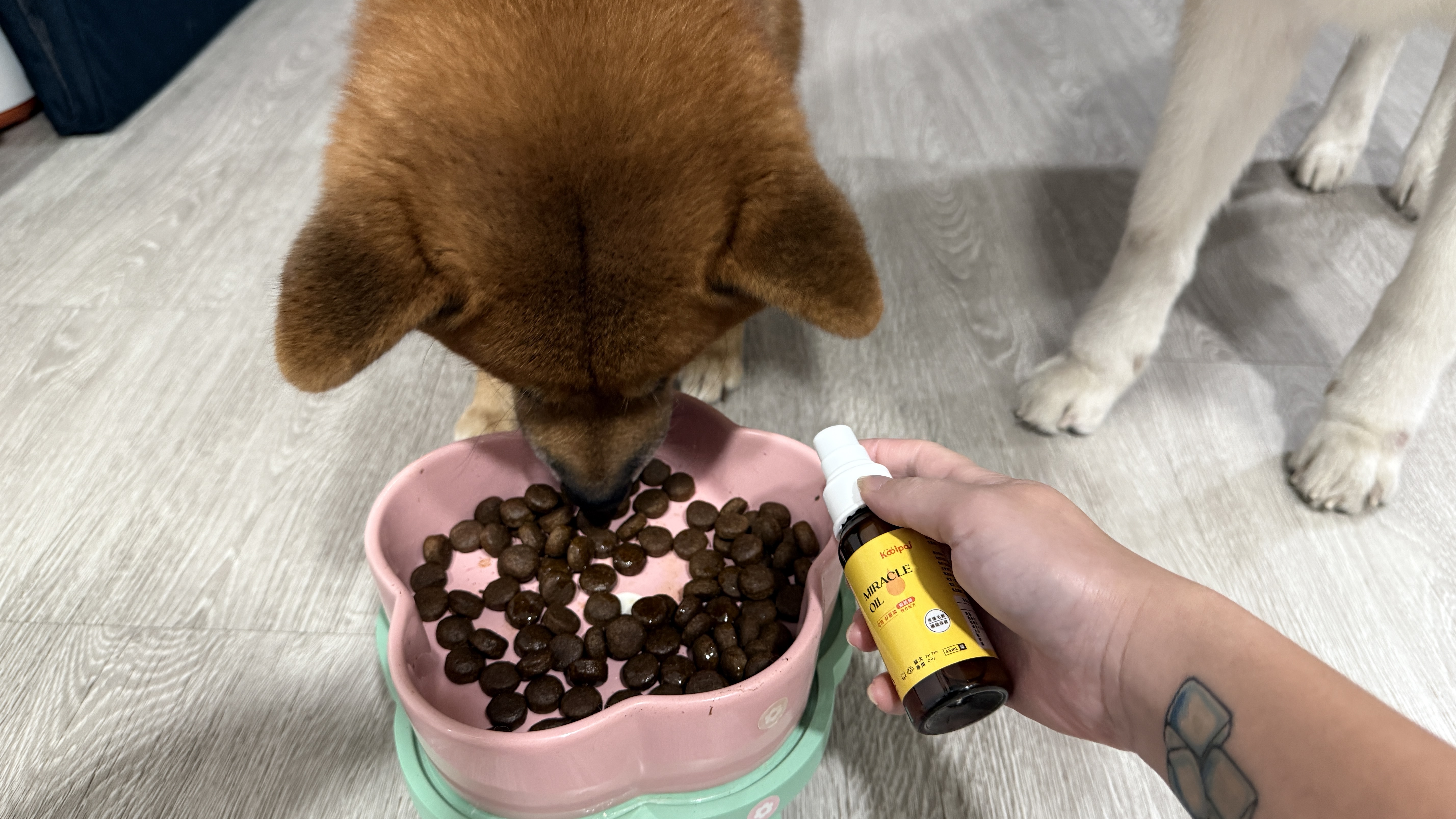 可沛寵藥 好靈油 毛孩多功能保健品 黃金比例寵物魚油推薦 日常保健寵物魚油推薦 - 第23張圖