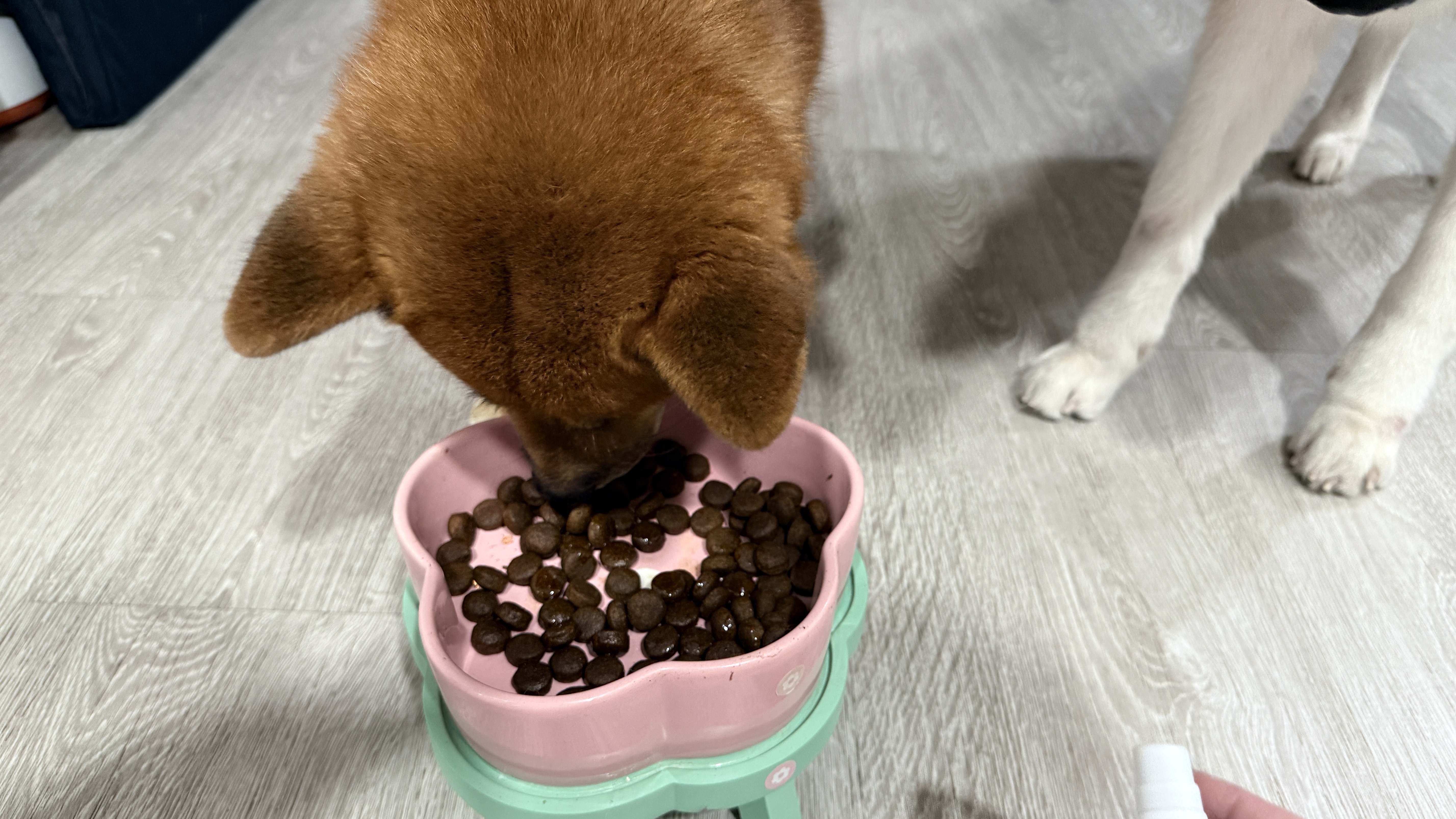 可沛寵藥 好靈油 毛孩多功能保健品 黃金比例寵物魚油推薦 日常保健寵物魚油推薦 - 第24張圖