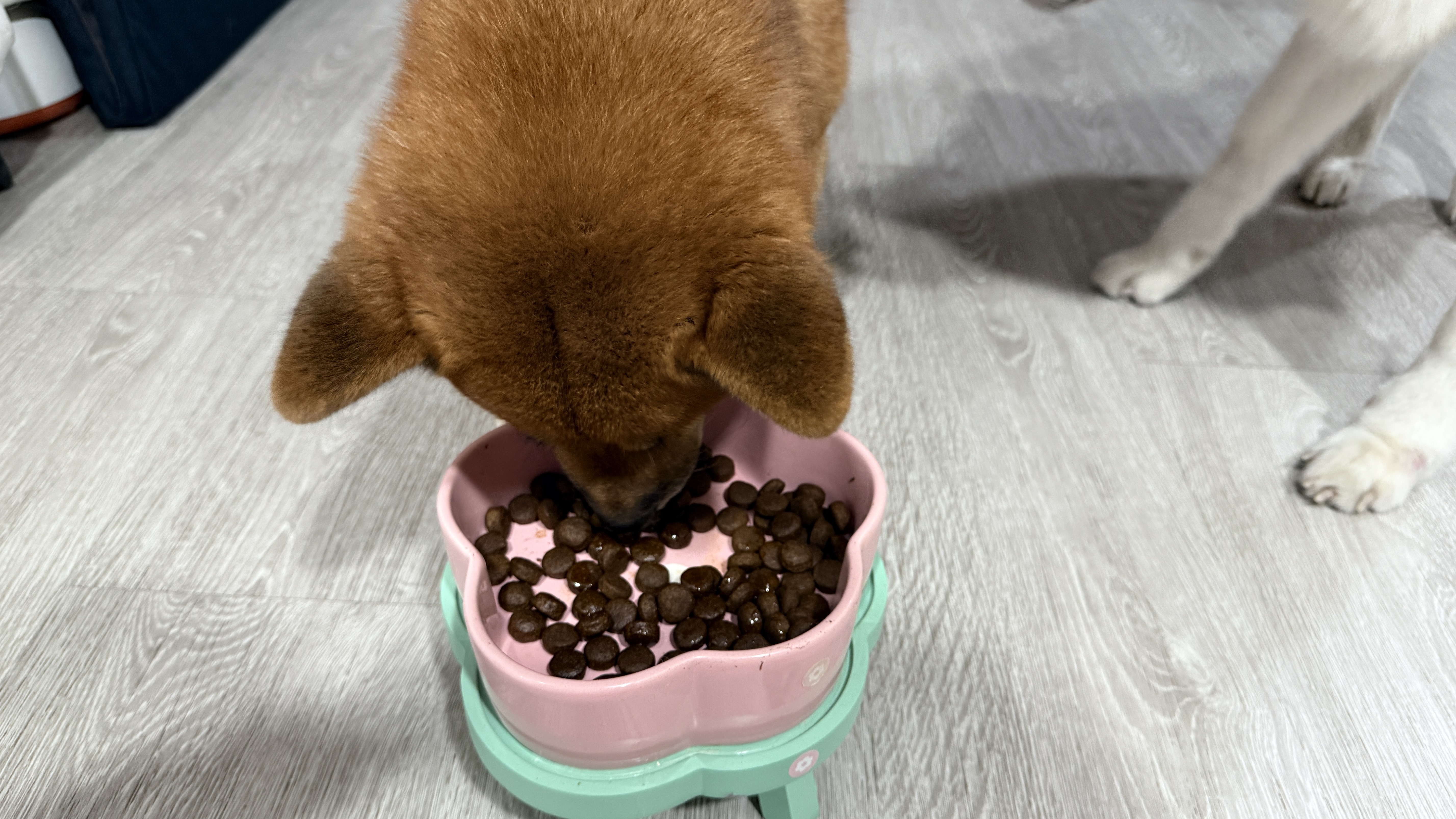 可沛寵藥 好靈油 毛孩多功能保健品 黃金比例寵物魚油推薦 日常保健寵物魚油推薦 - 第25張圖