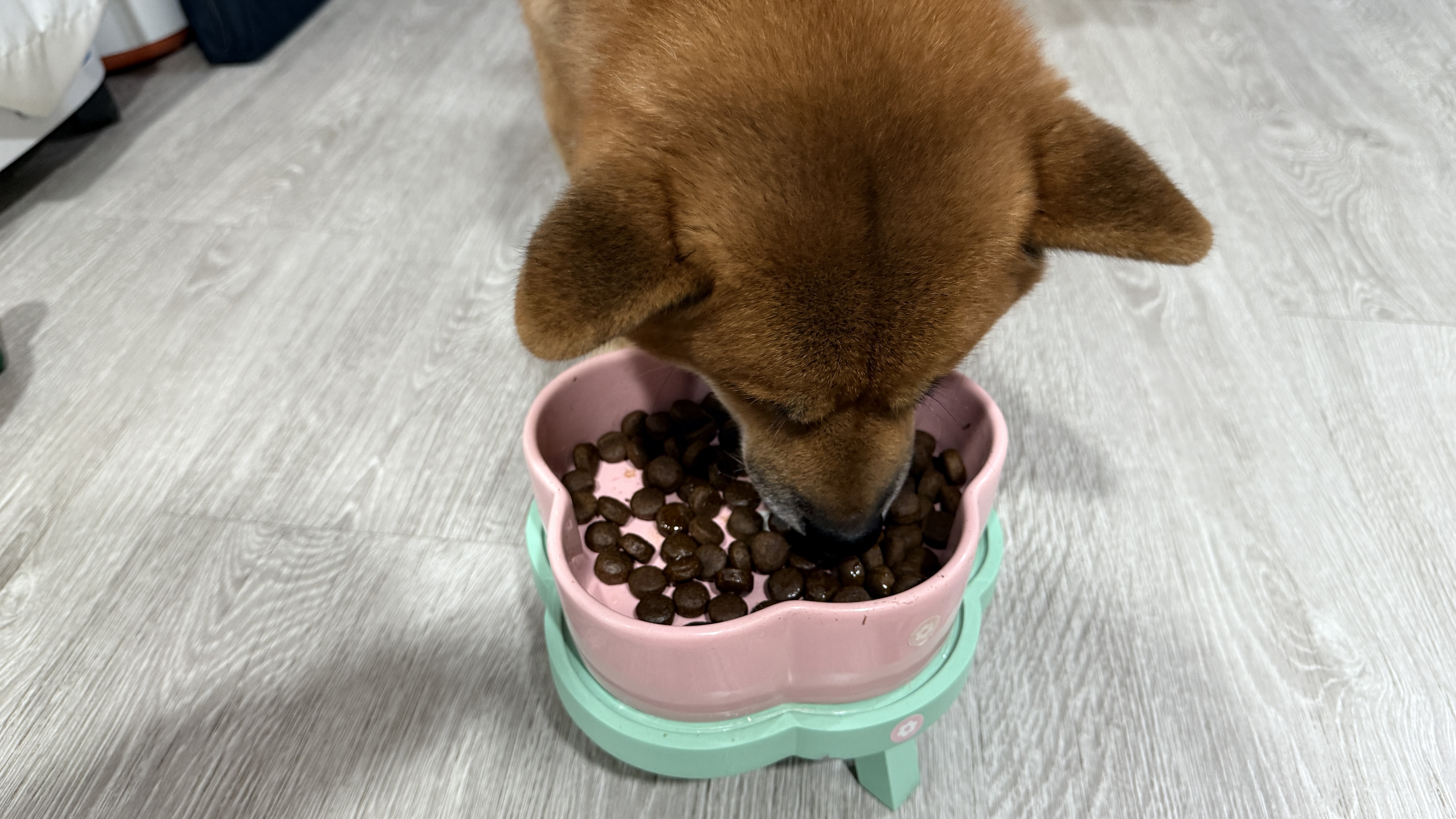 可沛寵藥 好靈油 毛孩多功能保健品 黃金比例寵物魚油推薦 日常保健寵物魚油推薦 - 第26張圖