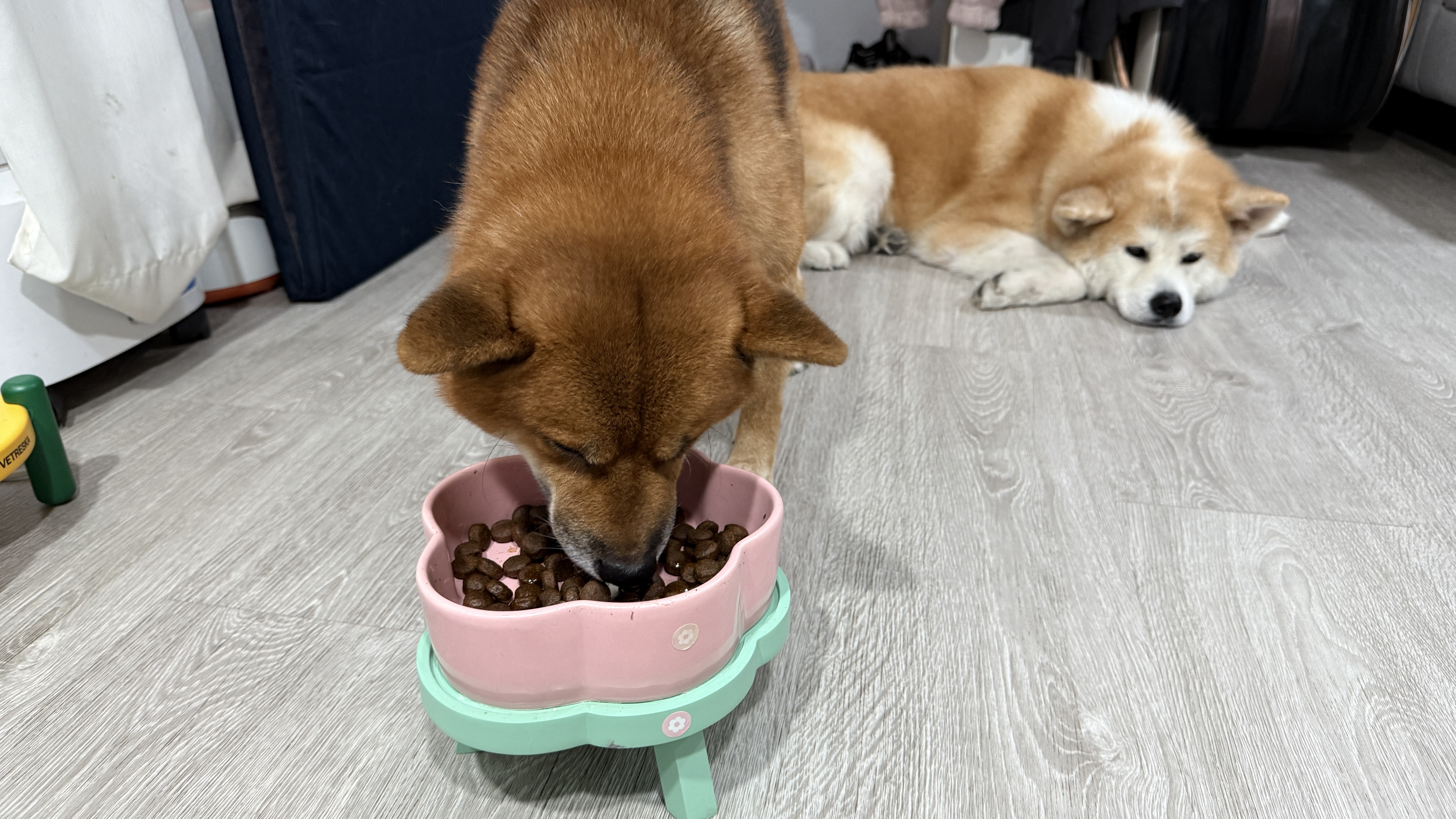 可沛寵藥 好靈油 毛孩多功能保健品 黃金比例寵物魚油推薦 日常保健寵物魚油推薦 - 第27張圖