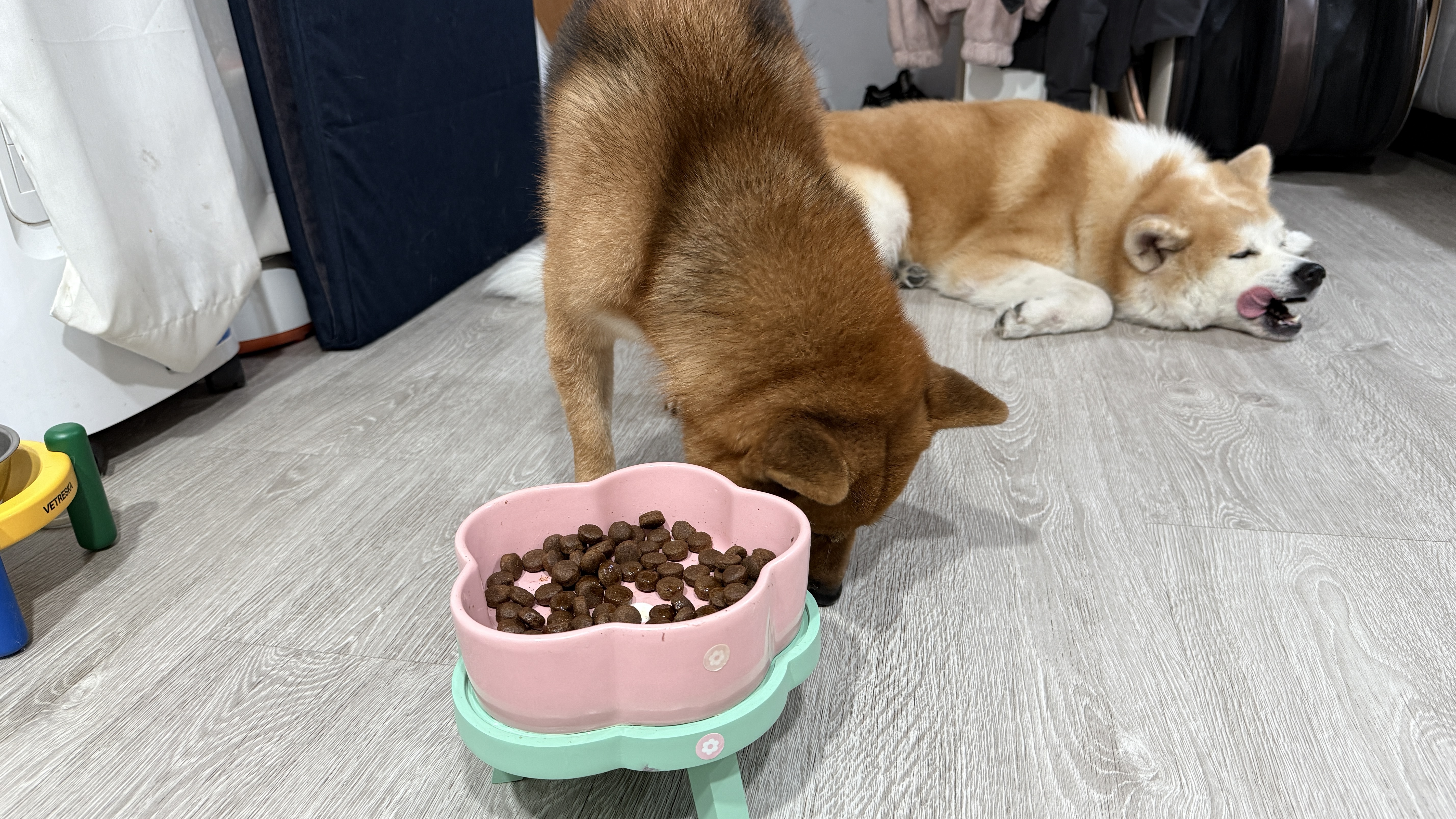 可沛寵藥 好靈油 毛孩多功能保健品 黃金比例寵物魚油推薦 日常保健寵物魚油推薦 - 第28張圖