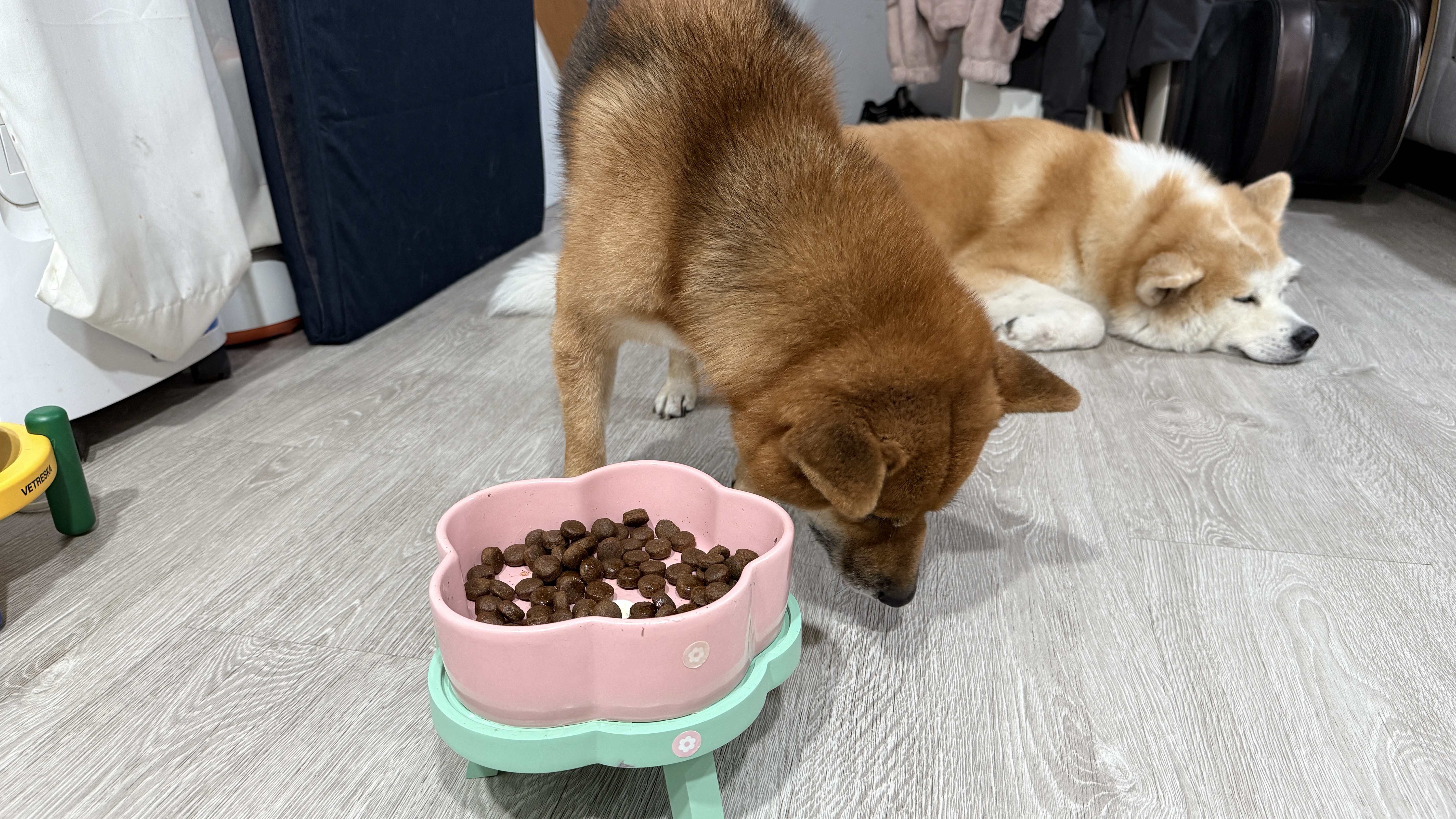 可沛寵藥 好靈油 毛孩多功能保健品 黃金比例寵物魚油推薦 日常保健寵物魚油推薦 - 第29張圖