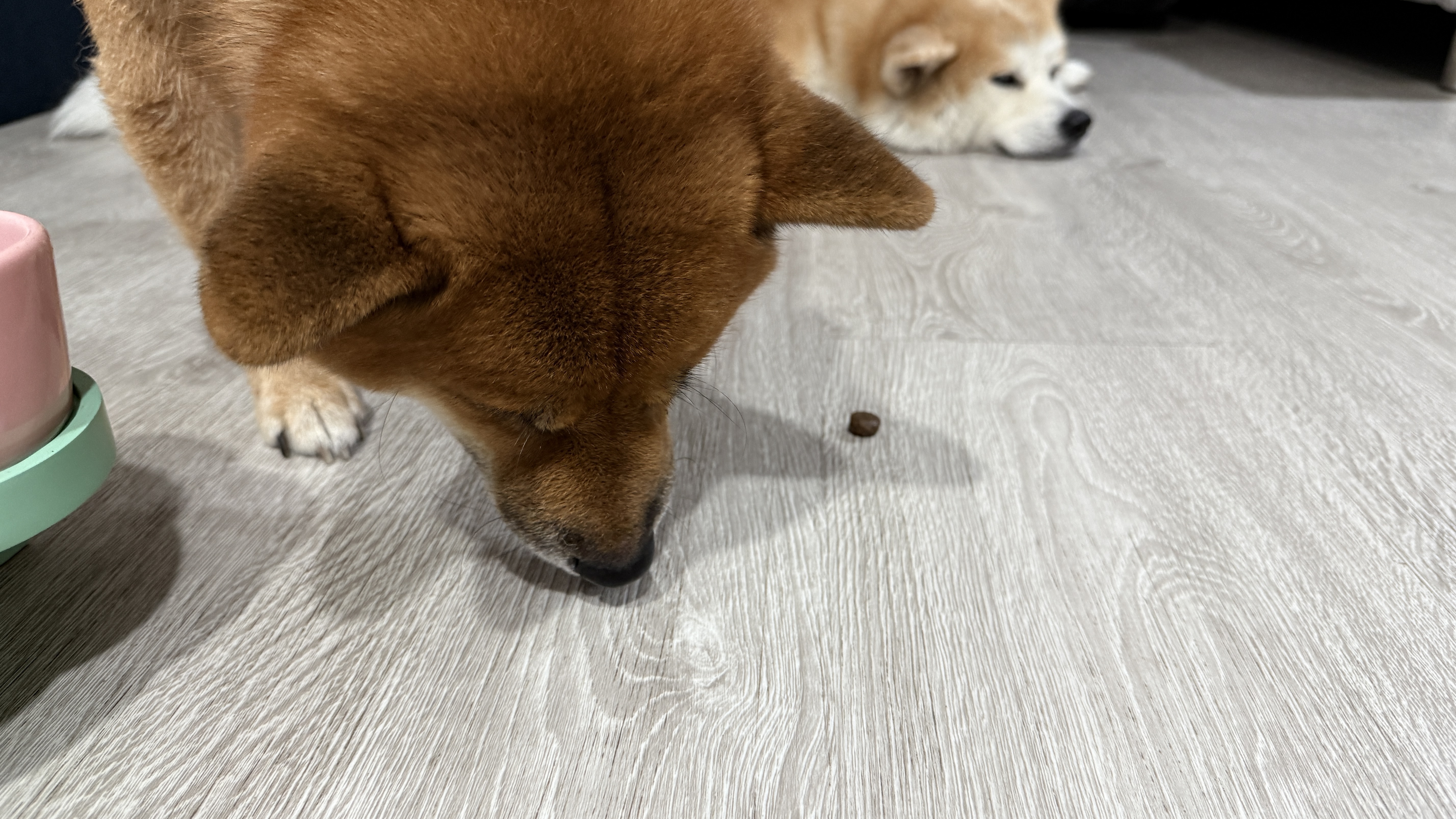 可沛寵藥 好靈油 毛孩多功能保健品 黃金比例寵物魚油推薦 日常保健寵物魚油推薦 - 第30張圖