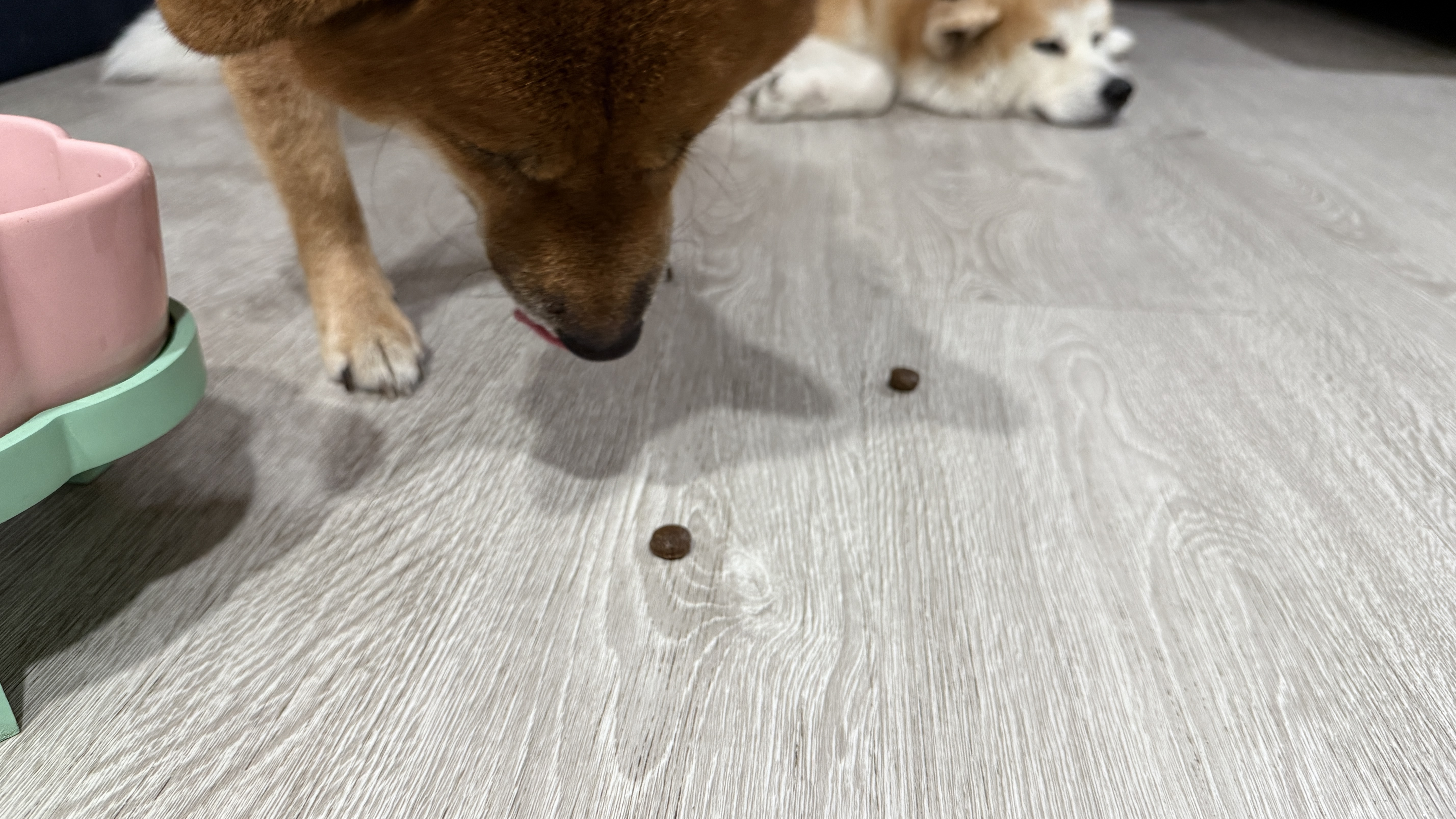 可沛寵藥 好靈油 毛孩多功能保健品 黃金比例寵物魚油推薦 日常保健寵物魚油推薦 - 第22張圖