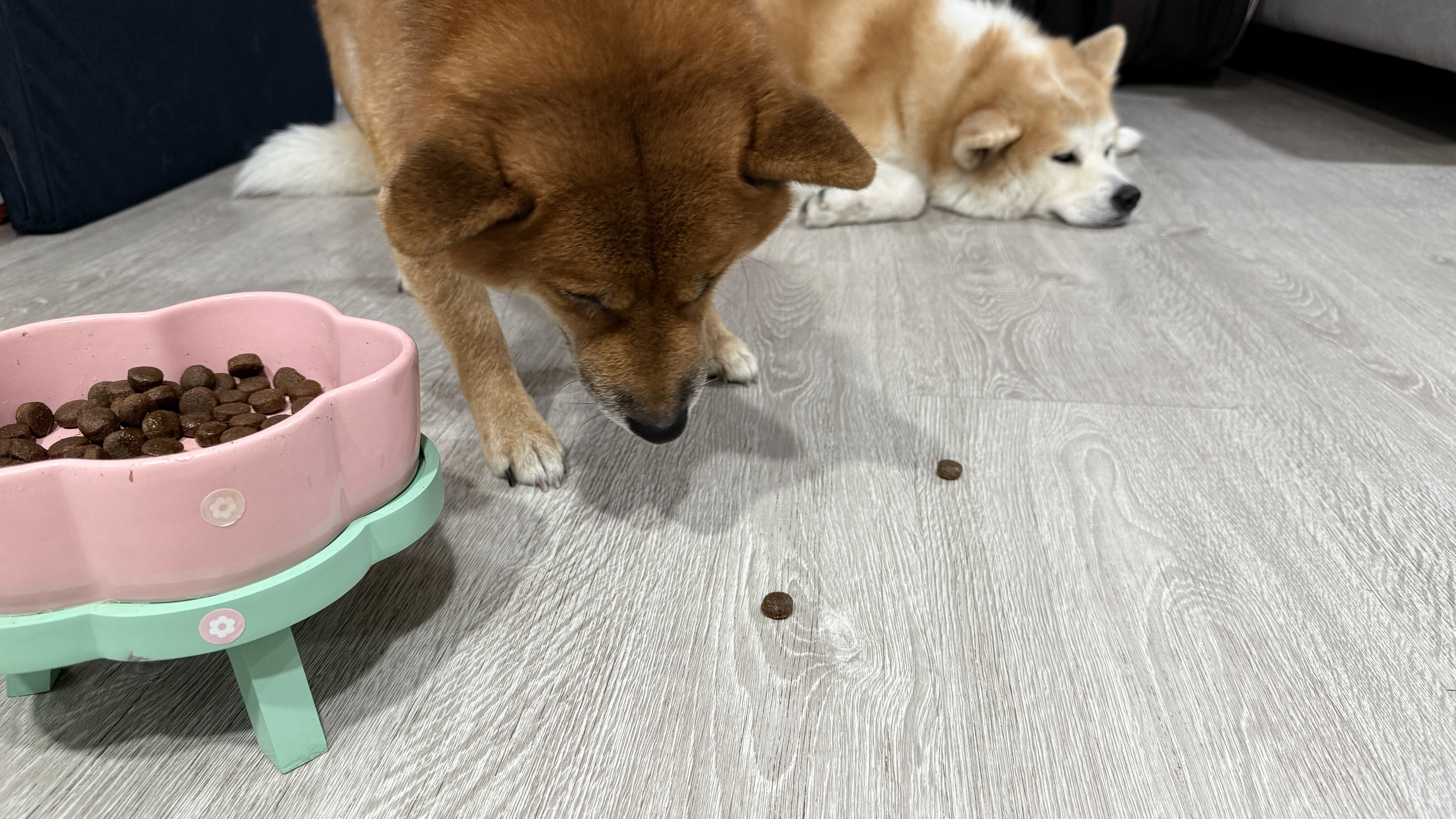 可沛寵藥 好靈油 毛孩多功能保健品 黃金比例寵物魚油推薦 日常保健寵物魚油推薦 - 第31張圖