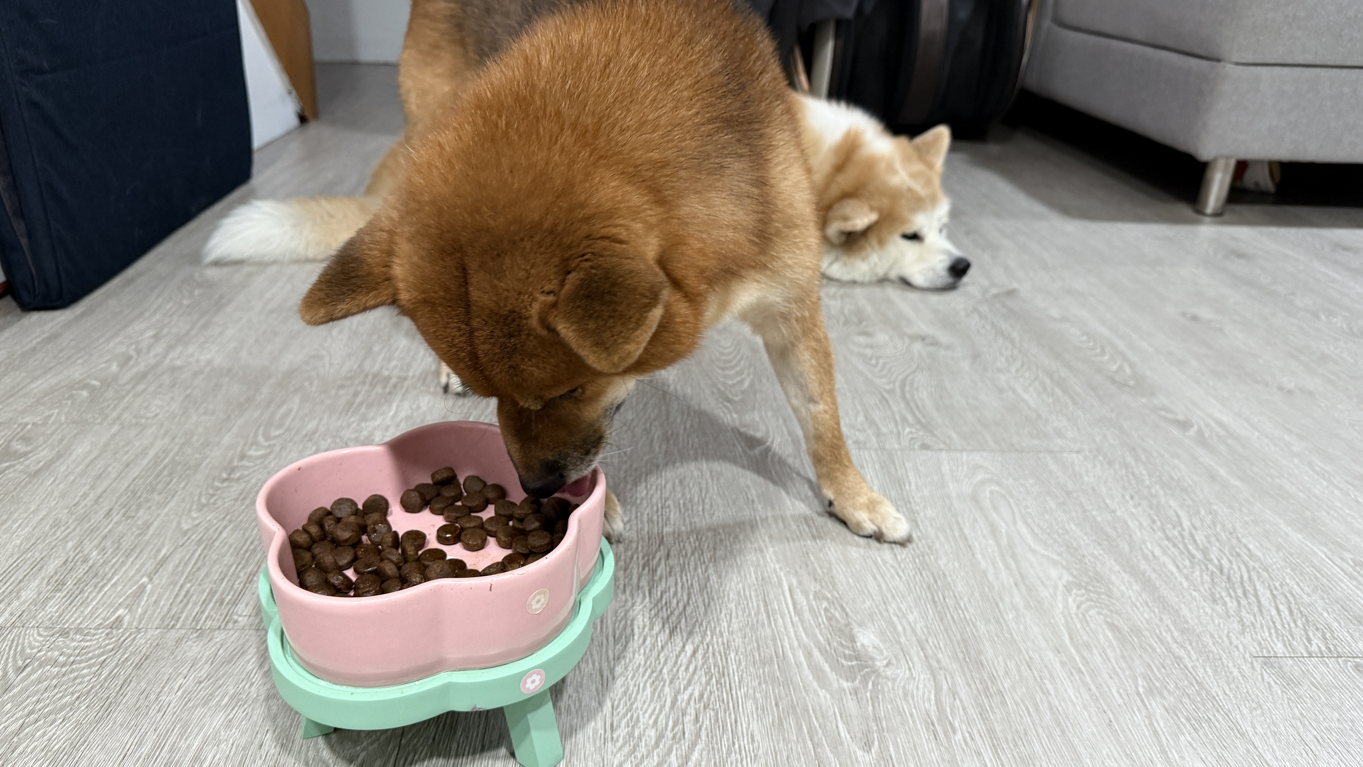 可沛寵藥 好靈油 毛孩多功能保健品 黃金比例寵物魚油推薦 日常保健寵物魚油推薦 - 第32張圖