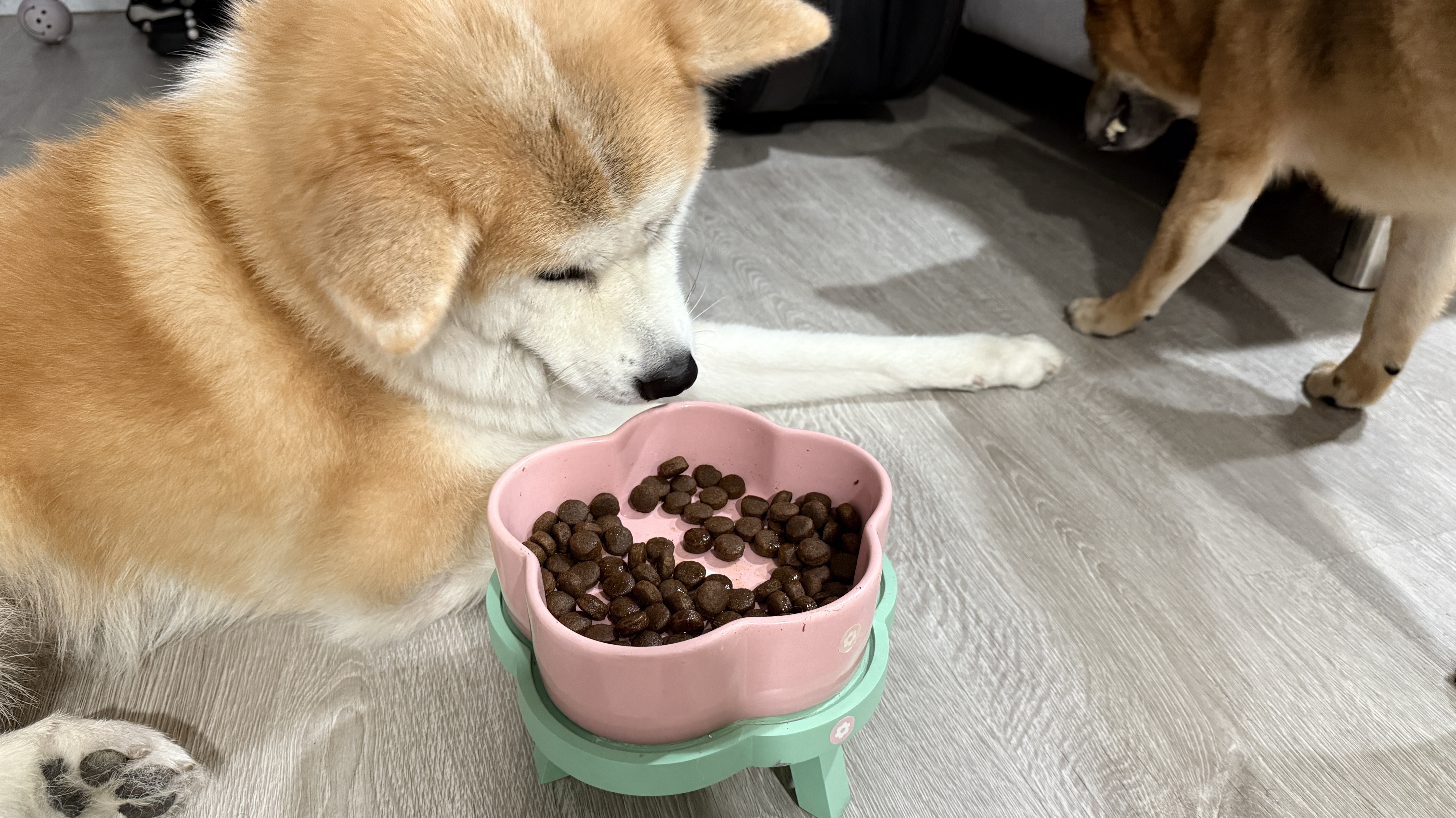 可沛寵藥 好靈油 毛孩多功能保健品 黃金比例寵物魚油推薦 日常保健寵物魚油推薦 - 第20張圖