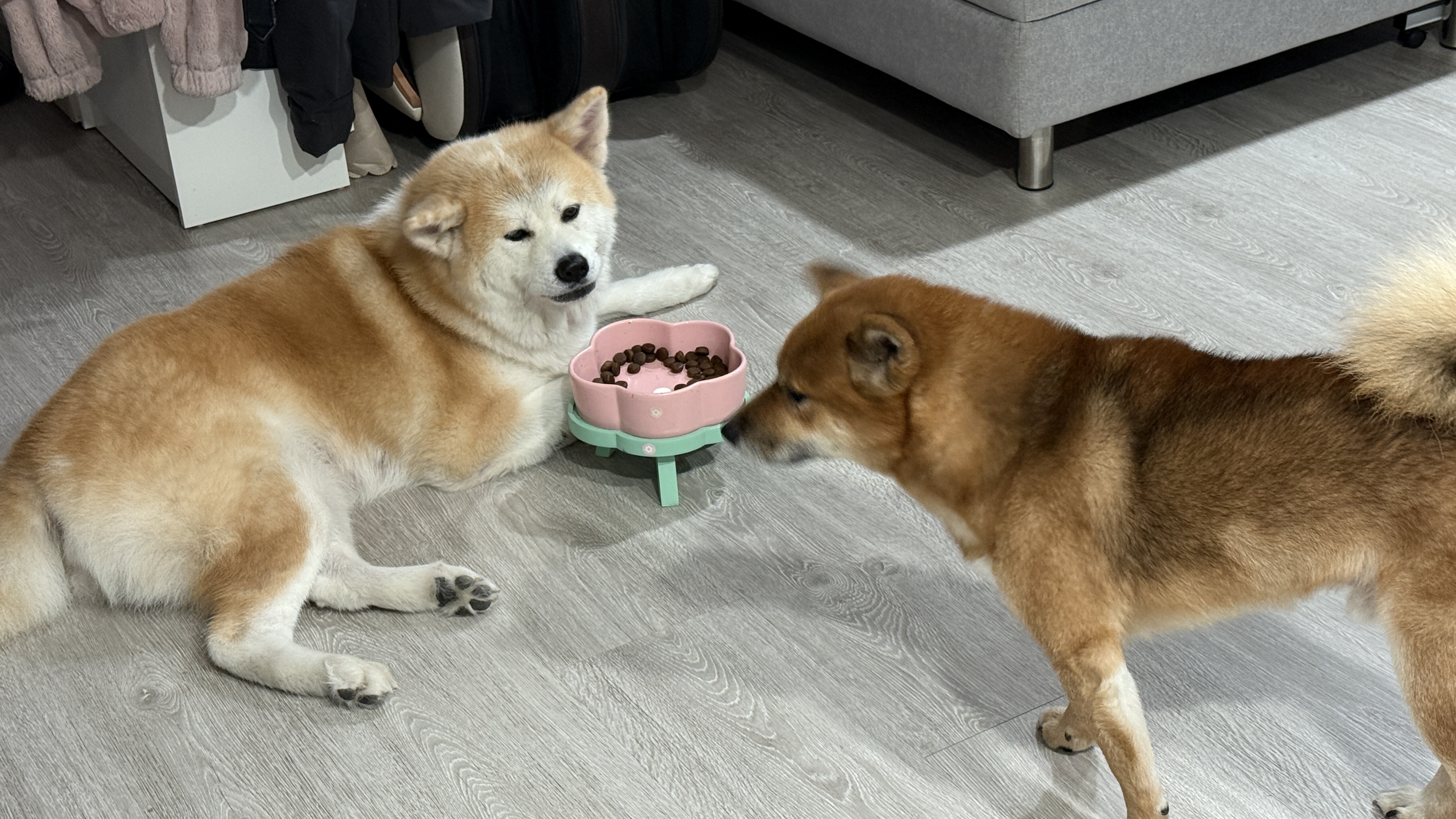 可沛寵藥 好靈油 毛孩多功能保健品 黃金比例寵物魚油推薦 日常保健寵物魚油推薦 - 第10張圖