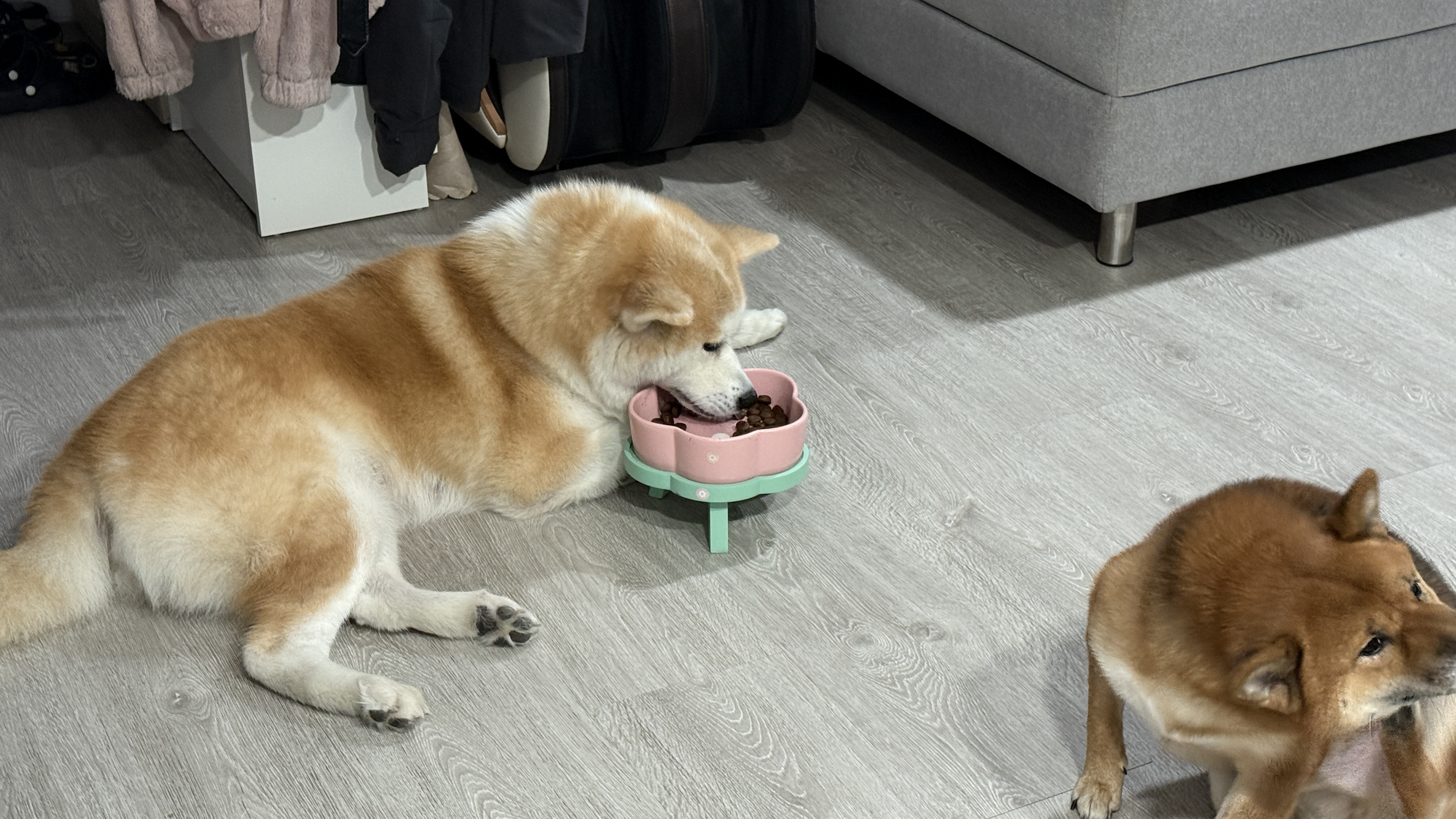 可沛寵藥 好靈油 毛孩多功能保健品 黃金比例寵物魚油推薦 日常保健寵物魚油推薦 - 第11張圖