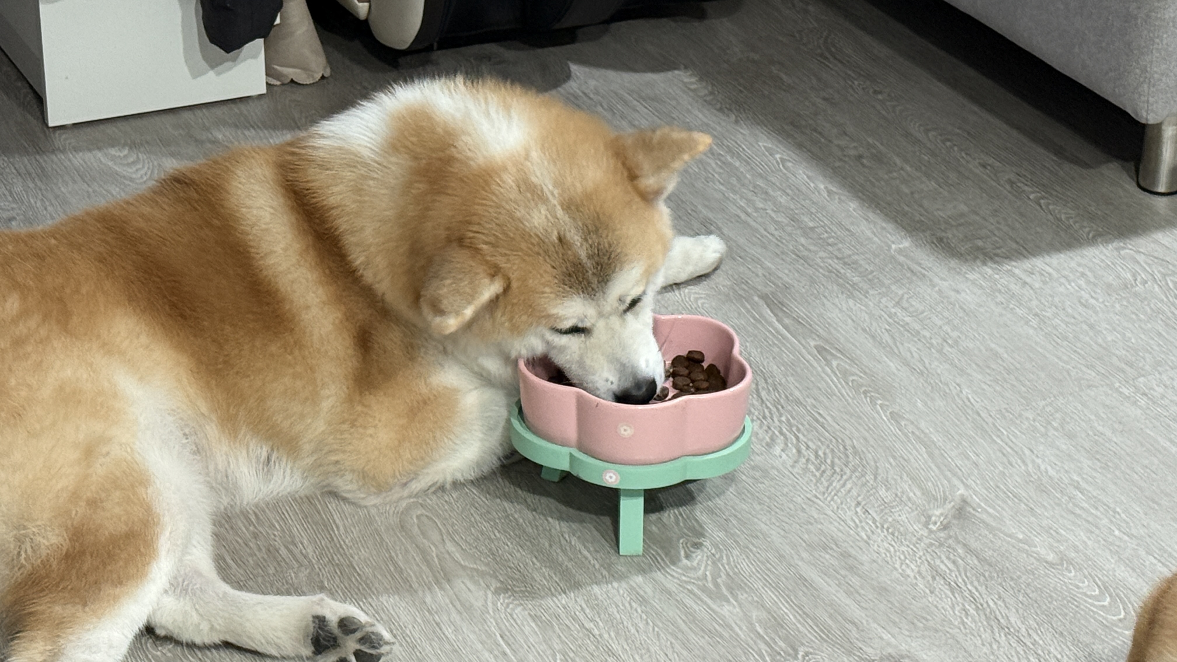 可沛寵藥 好靈油 毛孩多功能保健品 黃金比例寵物魚油推薦 日常保健寵物魚油推薦 - 第12張圖