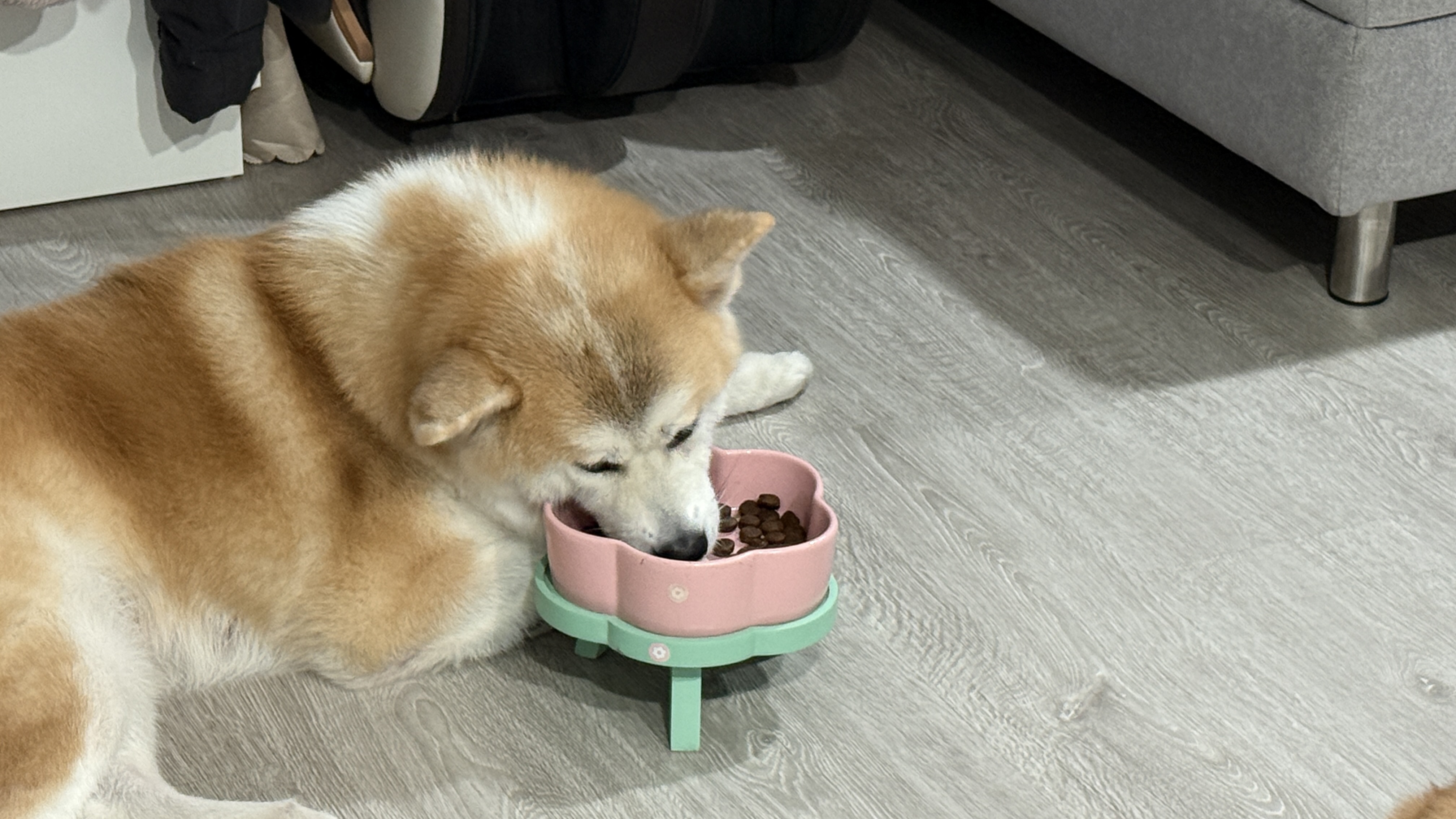 可沛寵藥 好靈油 毛孩多功能保健品 黃金比例寵物魚油推薦 日常保健寵物魚油推薦 - 第13張圖