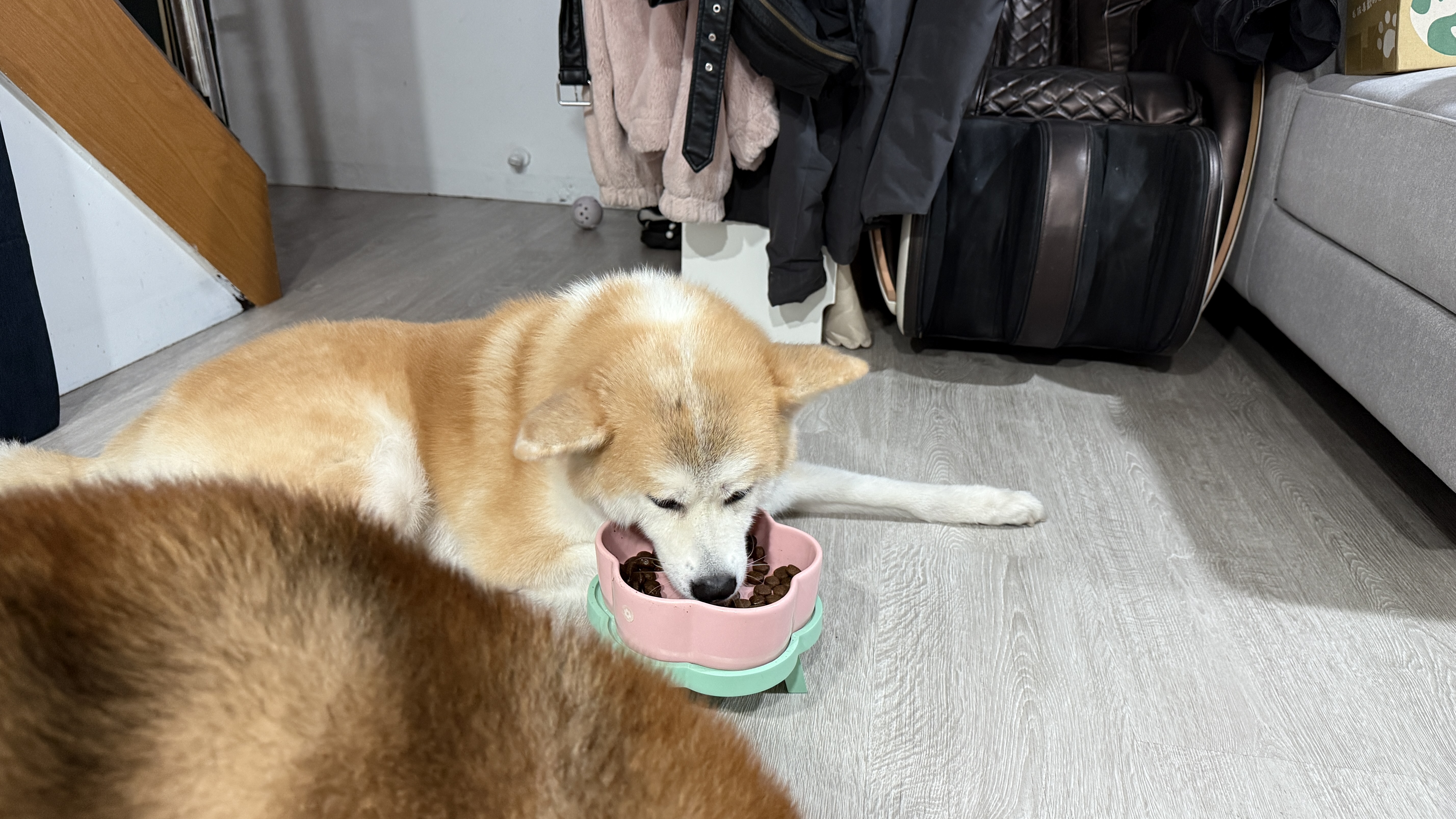 可沛寵藥 好靈油 毛孩多功能保健品 黃金比例寵物魚油推薦 日常保健寵物魚油推薦 - 第18張圖