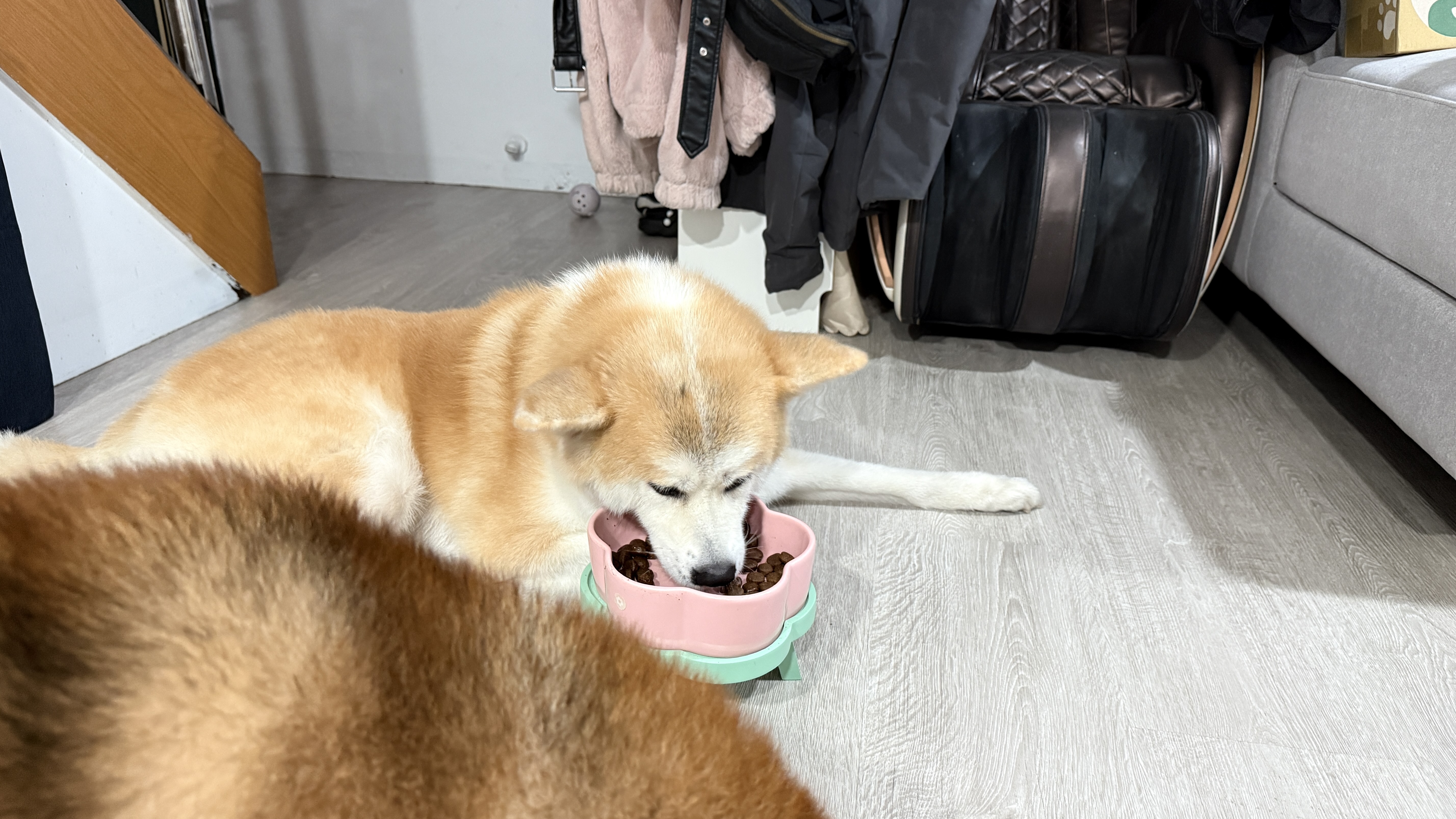 可沛寵藥 好靈油 毛孩多功能保健品 黃金比例寵物魚油推薦 日常保健寵物魚油推薦 - 第14張圖