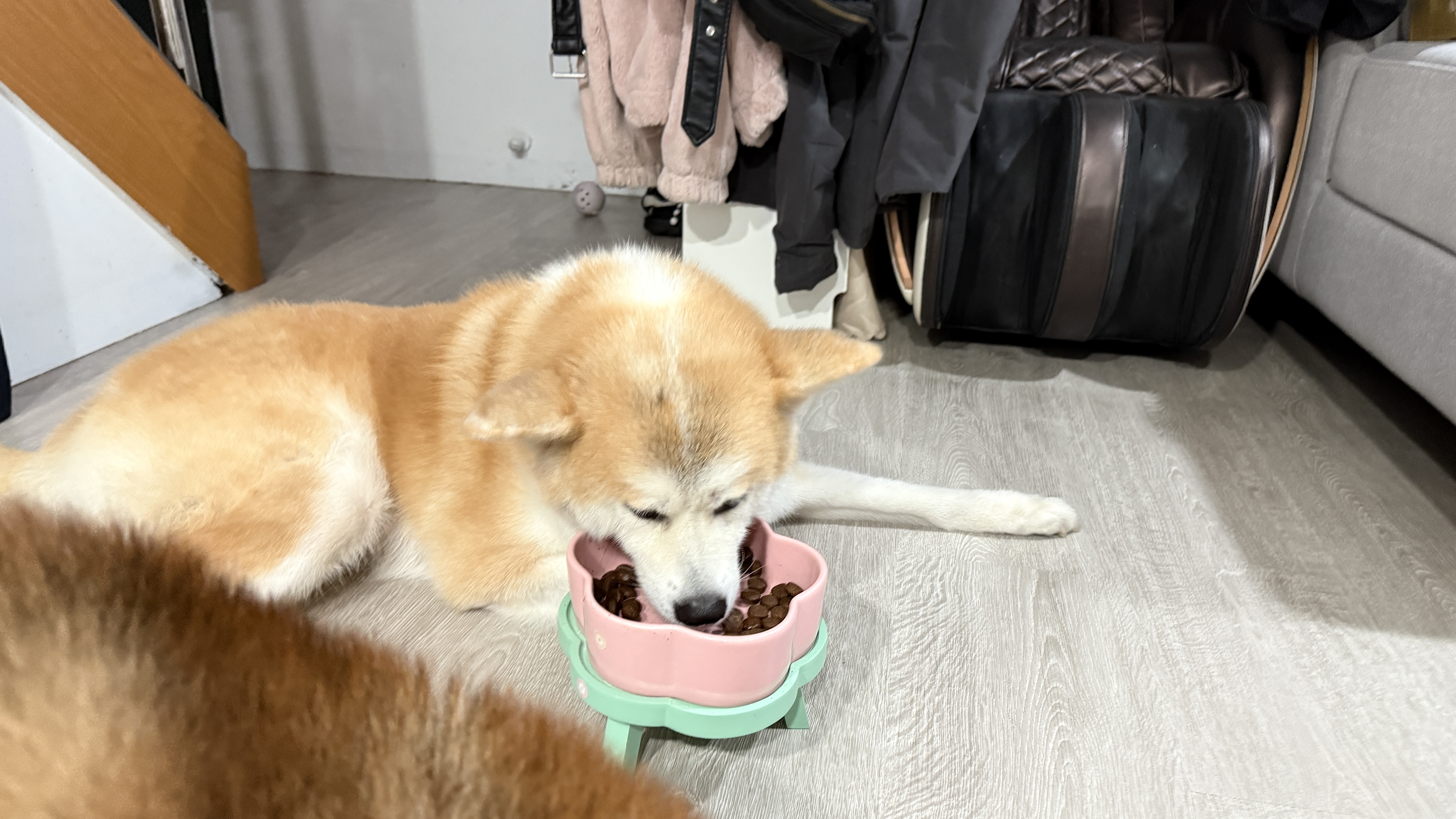 可沛寵藥 好靈油 毛孩多功能保健品 黃金比例寵物魚油推薦 日常保健寵物魚油推薦 - 第15張圖