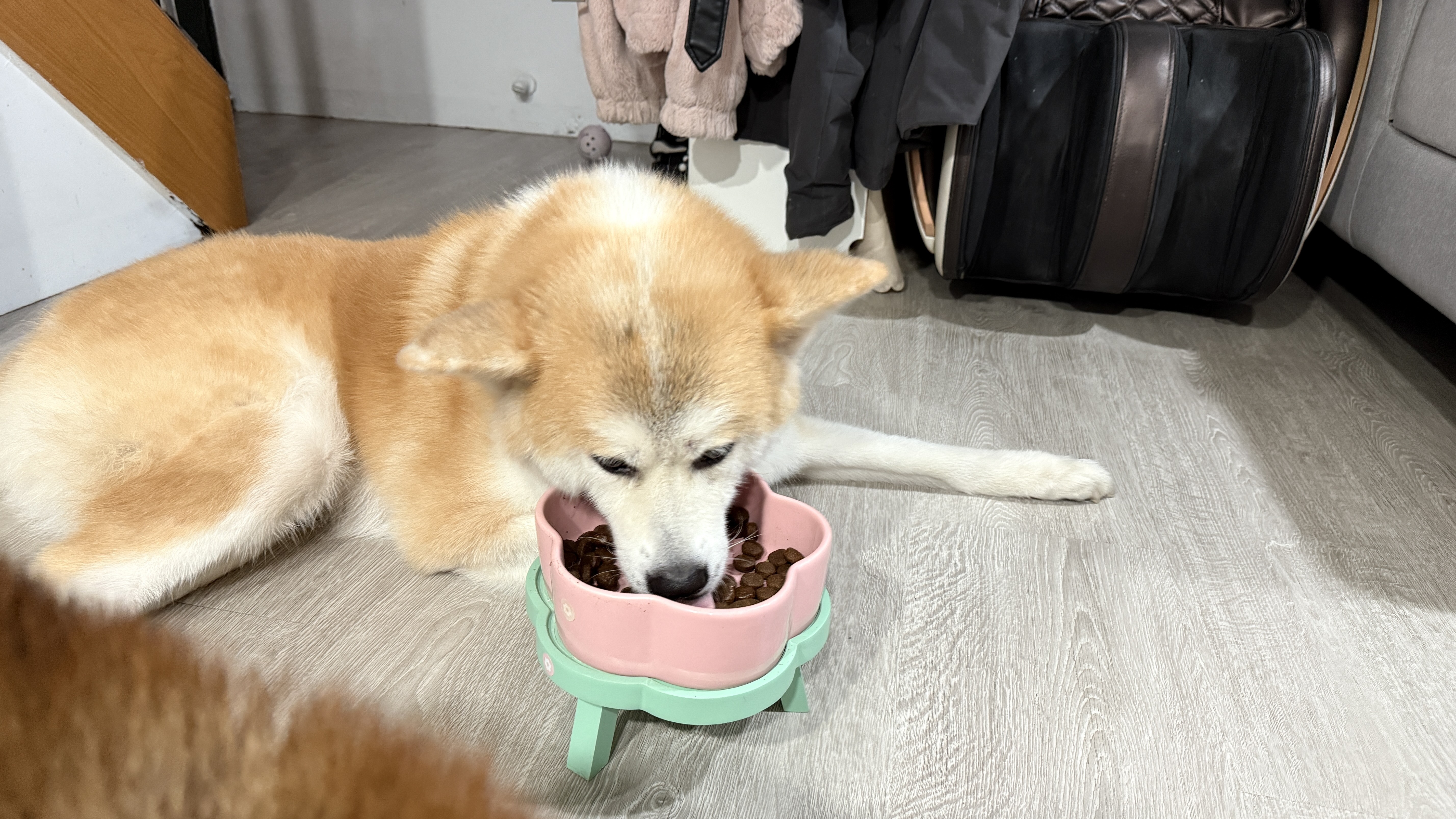 可沛寵藥 好靈油 毛孩多功能保健品 黃金比例寵物魚油推薦 日常保健寵物魚油推薦 - 第16張圖