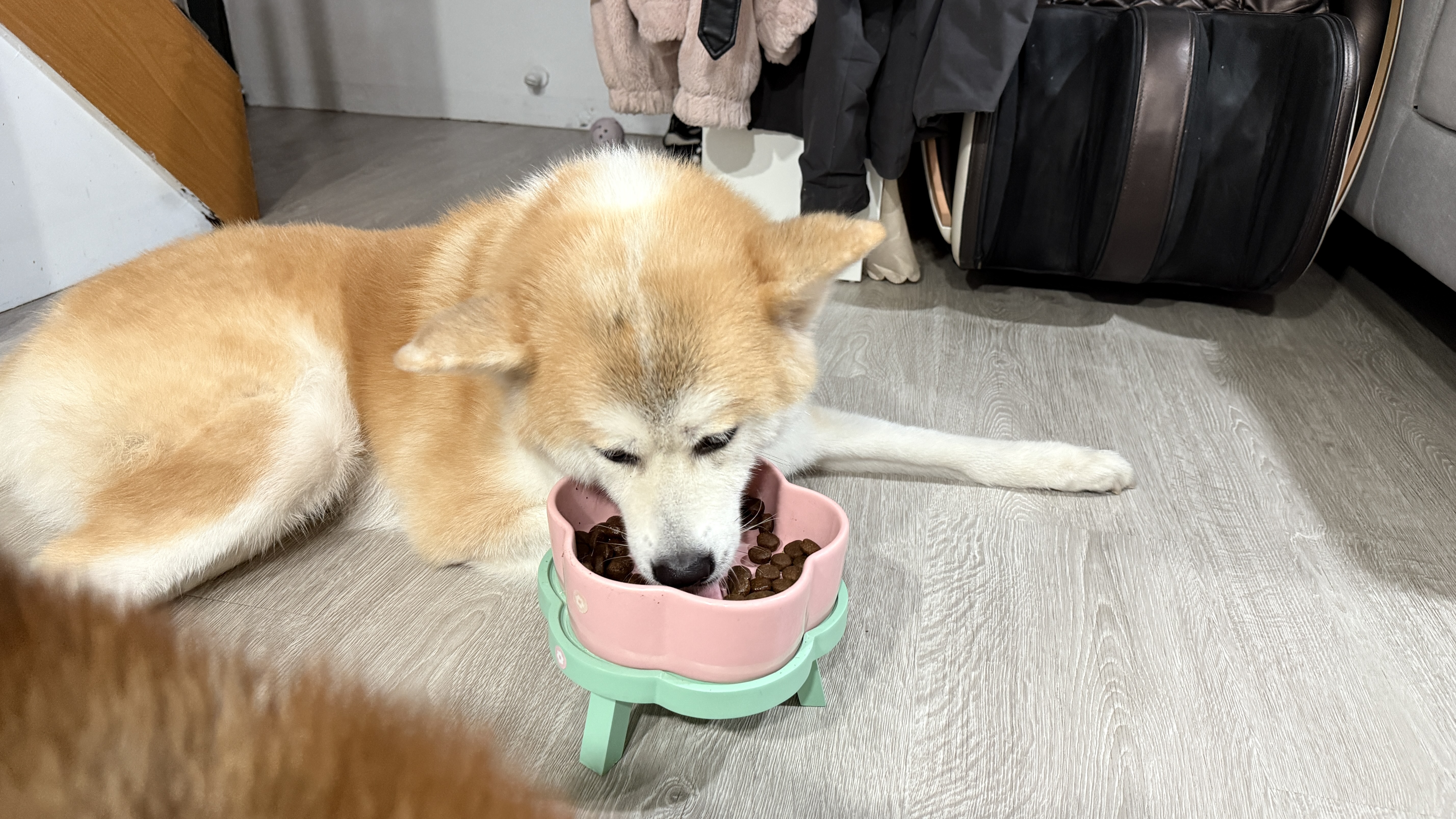 可沛寵藥 好靈油 毛孩多功能保健品 黃金比例寵物魚油推薦 日常保健寵物魚油推薦 - 第17張圖