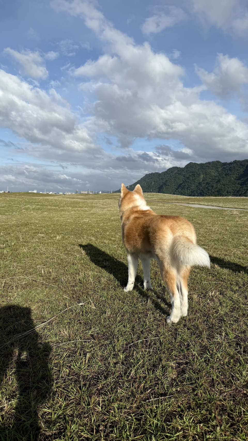 可沛寵藥 好靈油 毛孩多功能保健品 黃金比例寵物魚油推薦 日常保健寵物魚油推薦 - 第34張圖