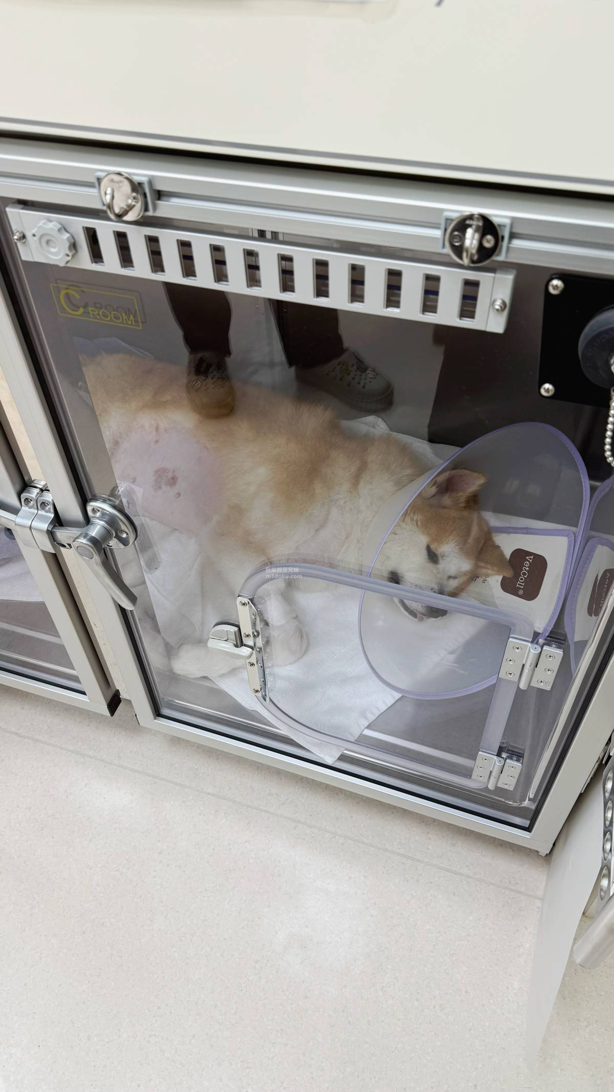 新北寵物結紮診所推薦 板橋寵物結紮 欣光動物專科醫院 內視鏡微創手術 腹腔鏡手術 米穀結紮心得分享