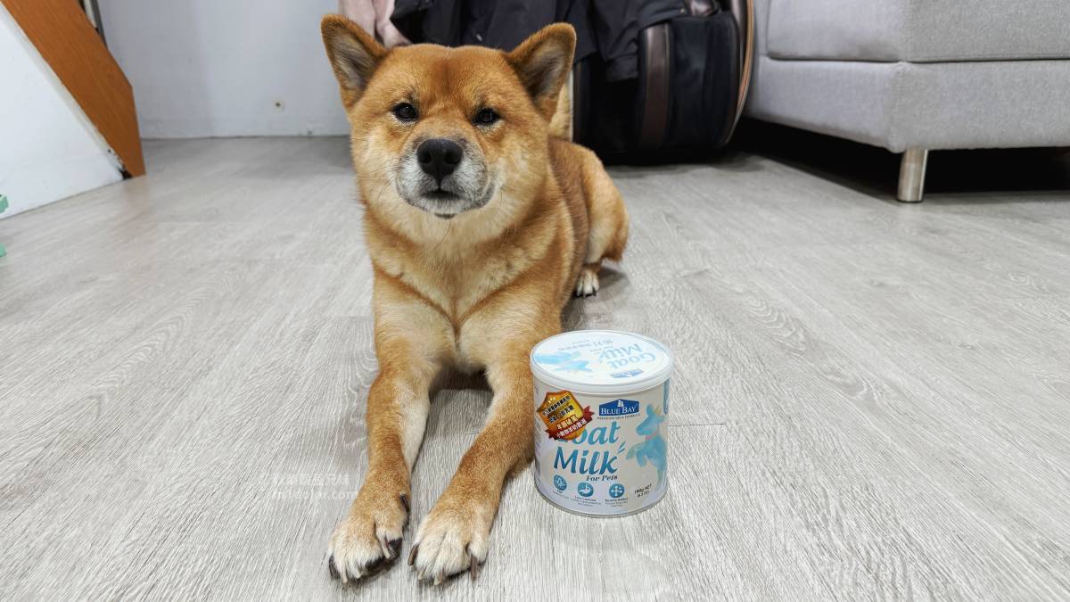 米豆最愛推薦 倍力 bluebay 倍力頂級羊奶粉 挑嘴毛孩救星 敏弱毛孩五大呵護 易沖泡