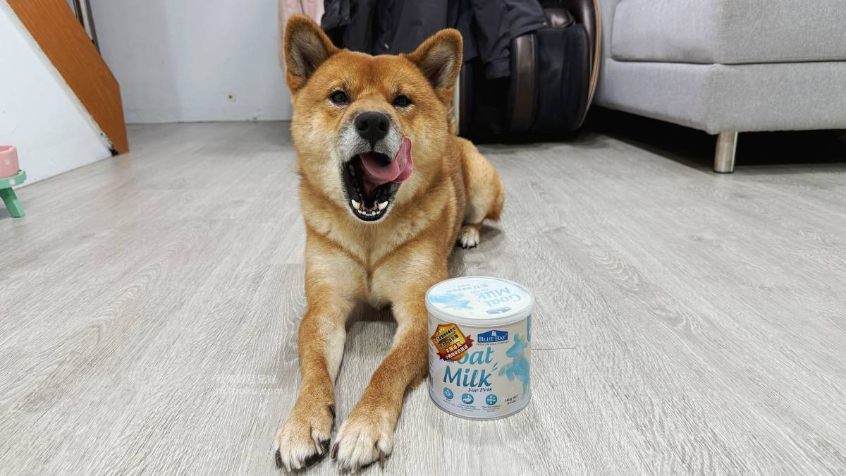 米豆最愛推薦 倍力 bluebay 倍力頂級羊奶粉 挑嘴毛孩救星 敏弱毛孩五大呵護 易沖泡