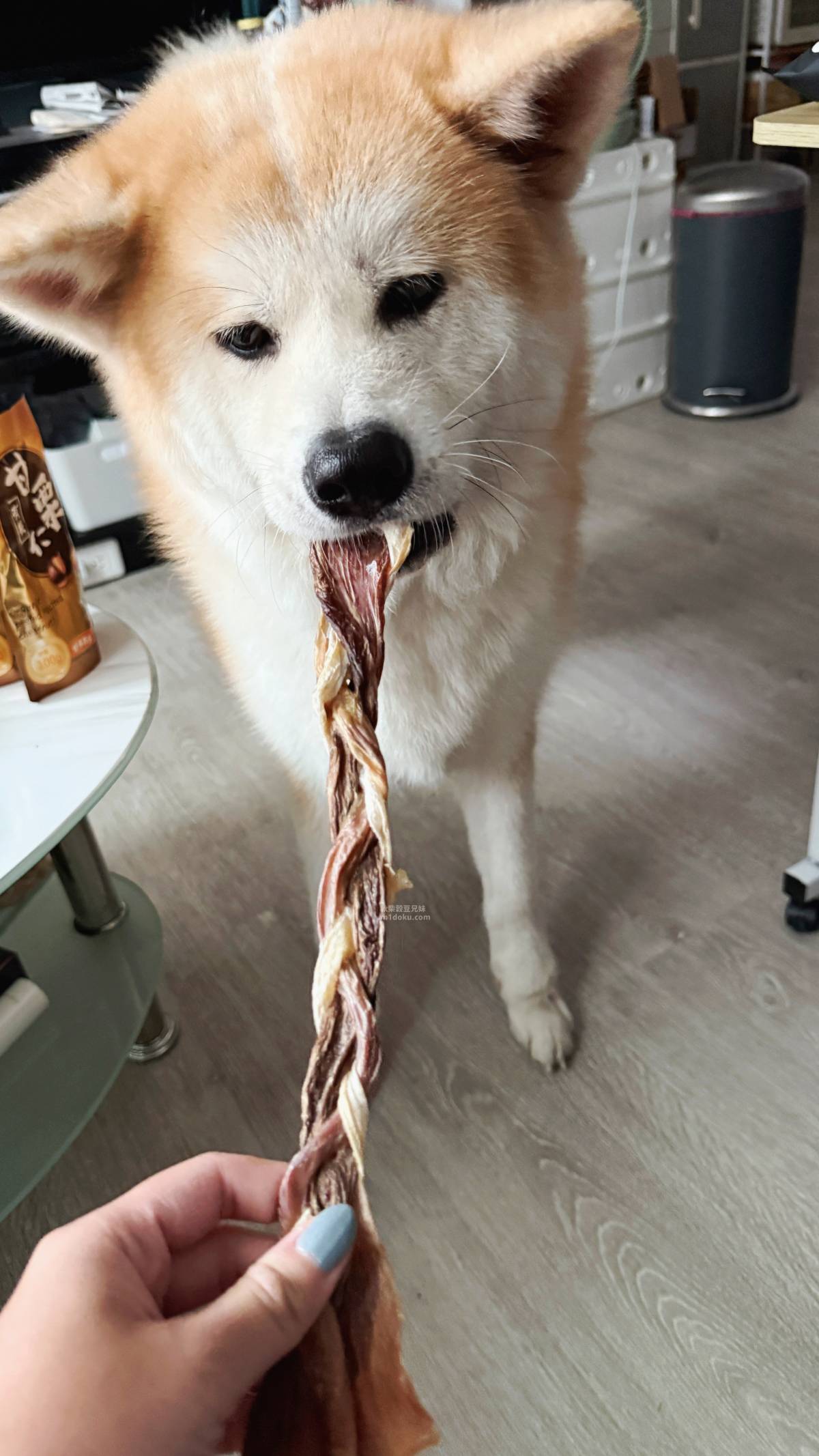 寵物零食推薦 鷹犬原食製所 嚴選食材 堅持手作不添加 豬肉零食 雞肉零食 對雞肉過敏的毛孩也能找到專屬的零食