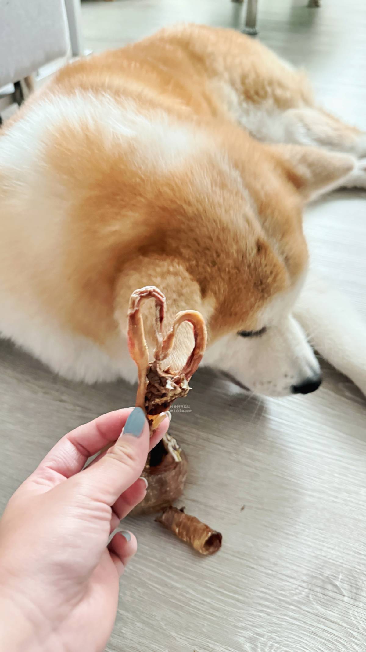 寵物零食推薦 鷹犬原食製所 嚴選食材 堅持手作不添加 豬肉零食 雞肉零食 對雞肉過敏的毛孩也能找到專屬的零食