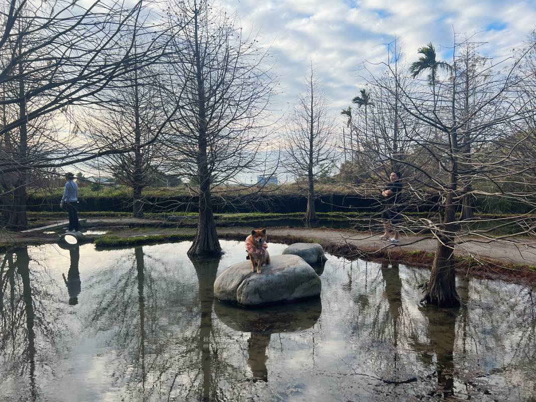 台中 泰安落羽松。羽粼落羽松｜寵物友善景點 寵物可落地 2025羽粼落羽松 門票資訊 台中落羽松推薦 台中寵物景點推薦