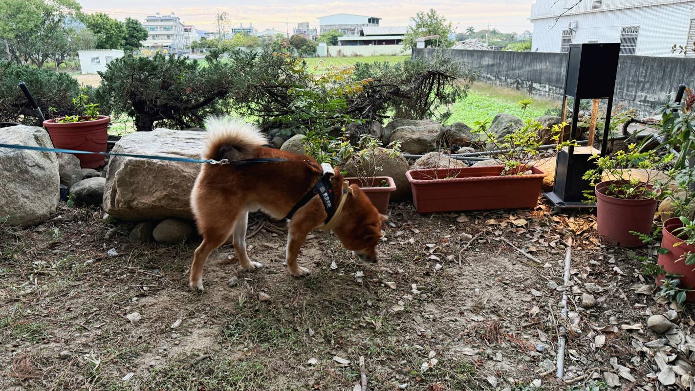 南投 中興新村-覓境莊園 包棟民宿|寵物友善民宿推薦 太空艙 智能管家 KTV 鋼琴 麻將桌 落羽松庭園 藝術造景 - 第12張圖 南投 中興新村-覓境莊園 包棟民宿|寵物友善民宿推薦 太空艙 智能管家 KTV 鋼琴 麻將桌 落羽松庭園 藝術造景