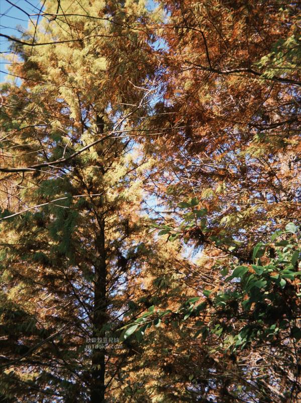 台中 泰安落羽松。羽粼落羽松｜寵物友善景點 寵物可落地 2025羽粼落羽松 門票資訊 台中落羽松推薦 台中寵物景點推薦