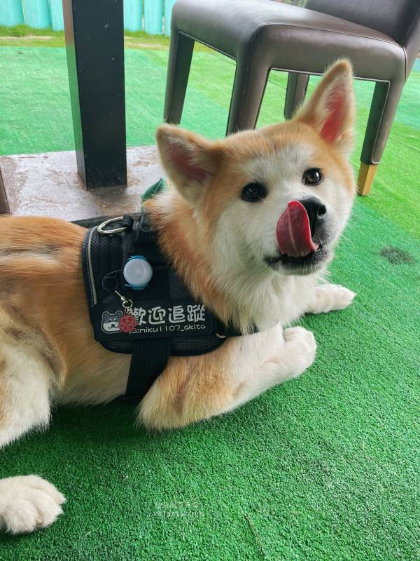 新北寵物友善咖啡廳 青松庭園咖啡|萬里秘境咖啡廳 鄰溪千坪景觀 露營 烤肉 鐵馬驛站 重機休息站 - 第39張圖 新北寵物友善咖啡廳 青松庭園咖啡|萬里秘境咖啡廳 鄰溪千坪景觀 露營 烤肉 鐵馬驛站 重機休息站