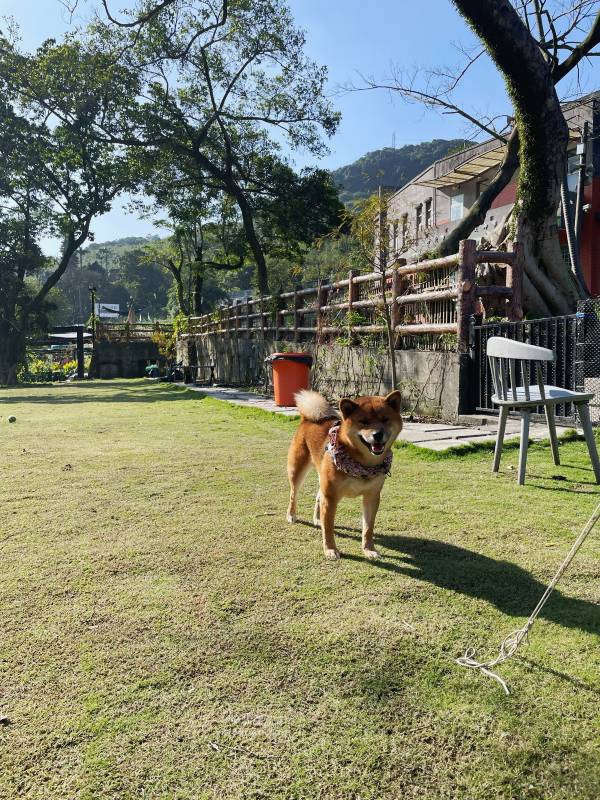 新北寵物友善咖啡廳 青松庭園咖啡|萬里秘境咖啡廳 鄰溪千坪景觀 露營 烤肉 鐵馬驛站 重機休息站 - 第77張圖 新北寵物友善咖啡廳 青松庭園咖啡|萬里秘境咖啡廳 鄰溪千坪景觀 露營 烤肉 鐵馬驛站 重機休息站
