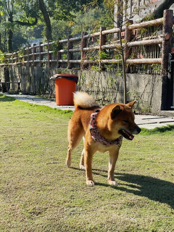 新北寵物友善咖啡廳 青松庭園咖啡|萬里秘境咖啡廳 鄰溪千坪景觀 露營 烤肉 鐵馬驛站 重機休息站 - 第27張圖 新北寵物友善咖啡廳 青松庭園咖啡|萬里秘境咖啡廳 鄰溪千坪景觀 露營 烤肉 鐵馬驛站 重機休息站