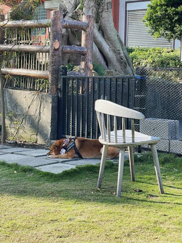 新北寵物友善咖啡廳 青松庭園咖啡|萬里秘境咖啡廳 鄰溪千坪景觀 露營 烤肉 鐵馬驛站 重機休息站 - 第33張圖 新北寵物友善咖啡廳 青松庭園咖啡|萬里秘境咖啡廳 鄰溪千坪景觀 露營 烤肉 鐵馬驛站 重機休息站