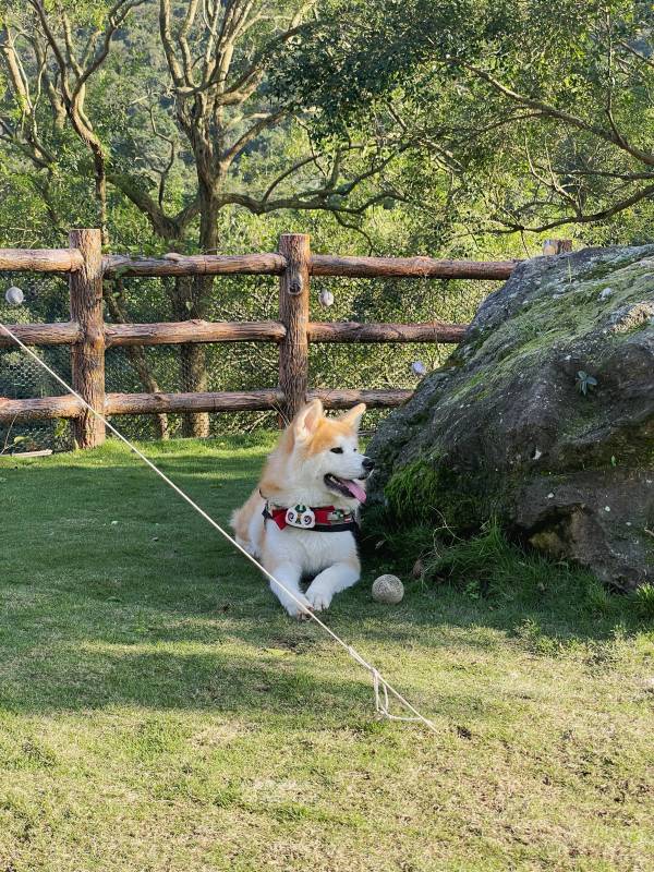 新北寵物友善咖啡廳 青松庭園咖啡|萬里秘境咖啡廳 鄰溪千坪景觀 露營 烤肉 鐵馬驛站 重機休息站 - 第75張圖 新北寵物友善咖啡廳 青松庭園咖啡|萬里秘境咖啡廳 鄰溪千坪景觀 露營 烤肉 鐵馬驛站 重機休息站