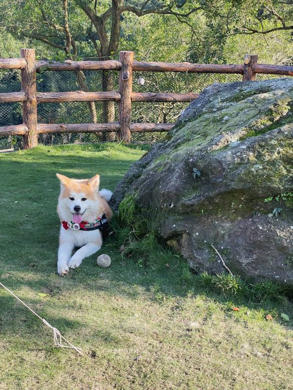新北寵物友善咖啡廳 青松庭園咖啡|萬里秘境咖啡廳 鄰溪千坪景觀 露營 烤肉 鐵馬驛站 重機休息站 - 第68張圖 新北寵物友善咖啡廳 青松庭園咖啡|萬里秘境咖啡廳 鄰溪千坪景觀 露營 烤肉 鐵馬驛站 重機休息站