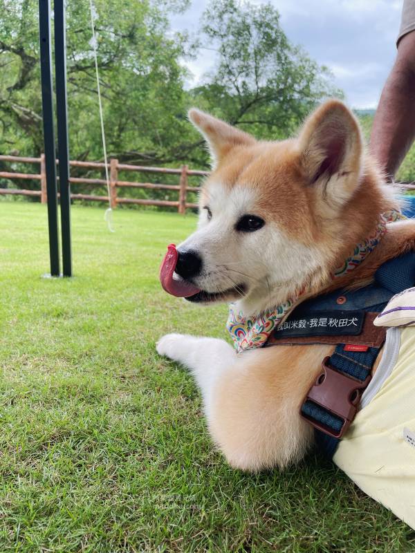新北寵物友善咖啡廳 青松庭園咖啡|萬里秘境咖啡廳 鄰溪千坪景觀 露營 烤肉 鐵馬驛站 重機休息站 - 第65張圖 新北寵物友善咖啡廳 青松庭園咖啡|萬里秘境咖啡廳 鄰溪千坪景觀 露營 烤肉 鐵馬驛站 重機休息站