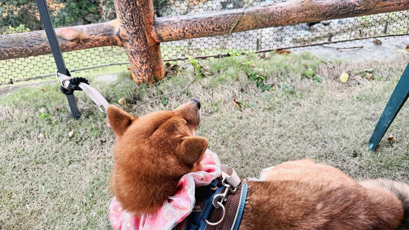 新北寵物友善咖啡廳 青松庭園咖啡|萬里秘境咖啡廳 鄰溪千坪景觀 露營 烤肉 鐵馬驛站 重機休息站 - 第73張圖 新北寵物友善咖啡廳 青松庭園咖啡|萬里秘境咖啡廳 鄰溪千坪景觀 露營 烤肉 鐵馬驛站 重機休息站